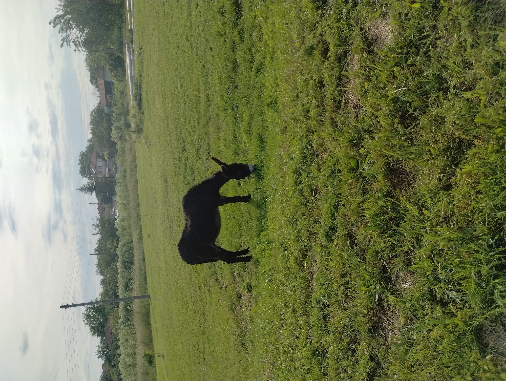 The image shows a black donkey in a grassy field. The donkey is standing, facing to the left. In the background, there are trees and a house. The sky is overcast. There are also telephone poles in the background. The scene appears to be rural. The specific location is Roza, Bulgaria.
