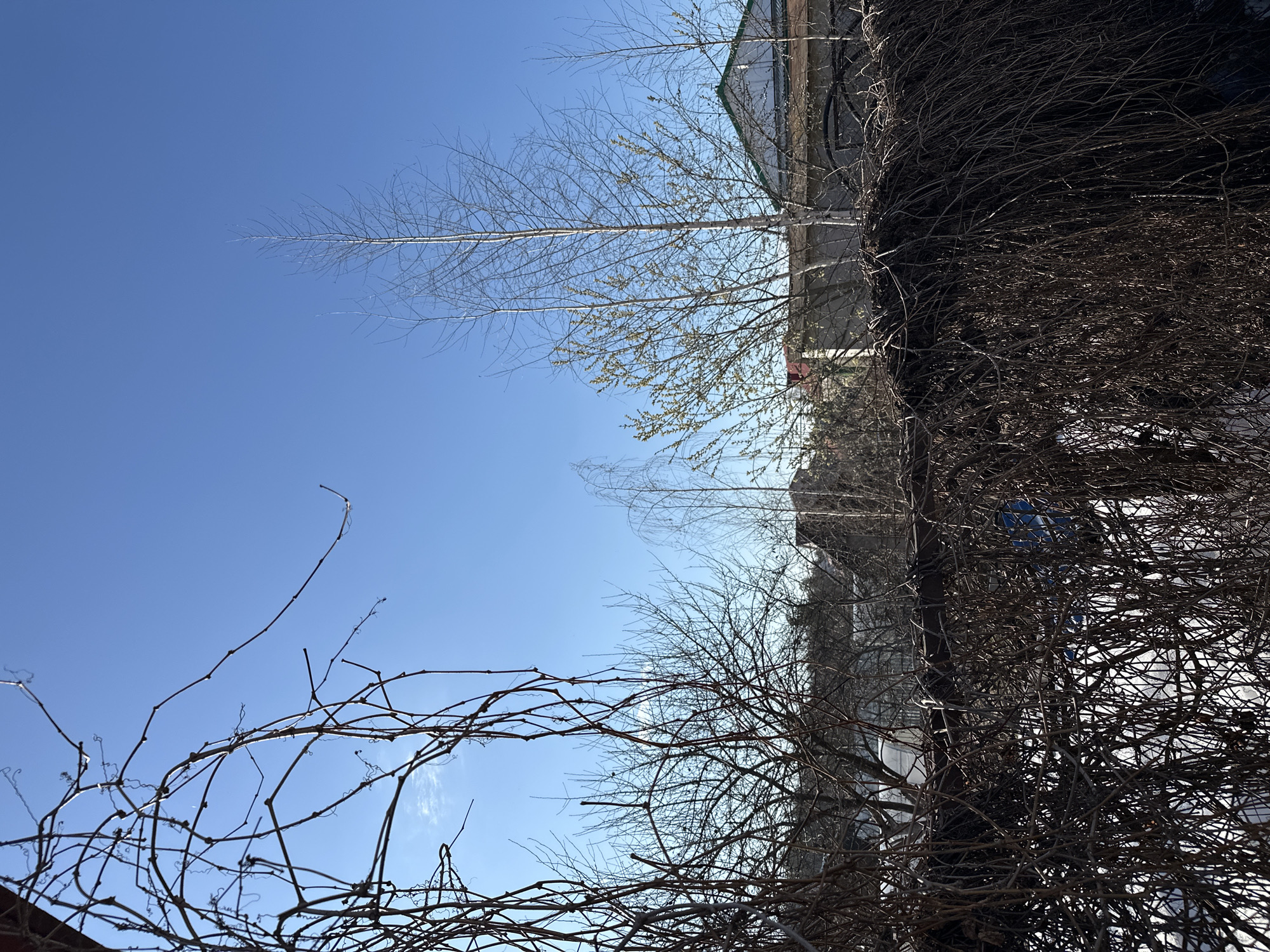 The image shows a view of a building partially obscured by branches, potentially in the city of Noviy, Russia. The sky is visible in the background. Some trees are budding. A mass of tangled branches occupies the right side of the frame.