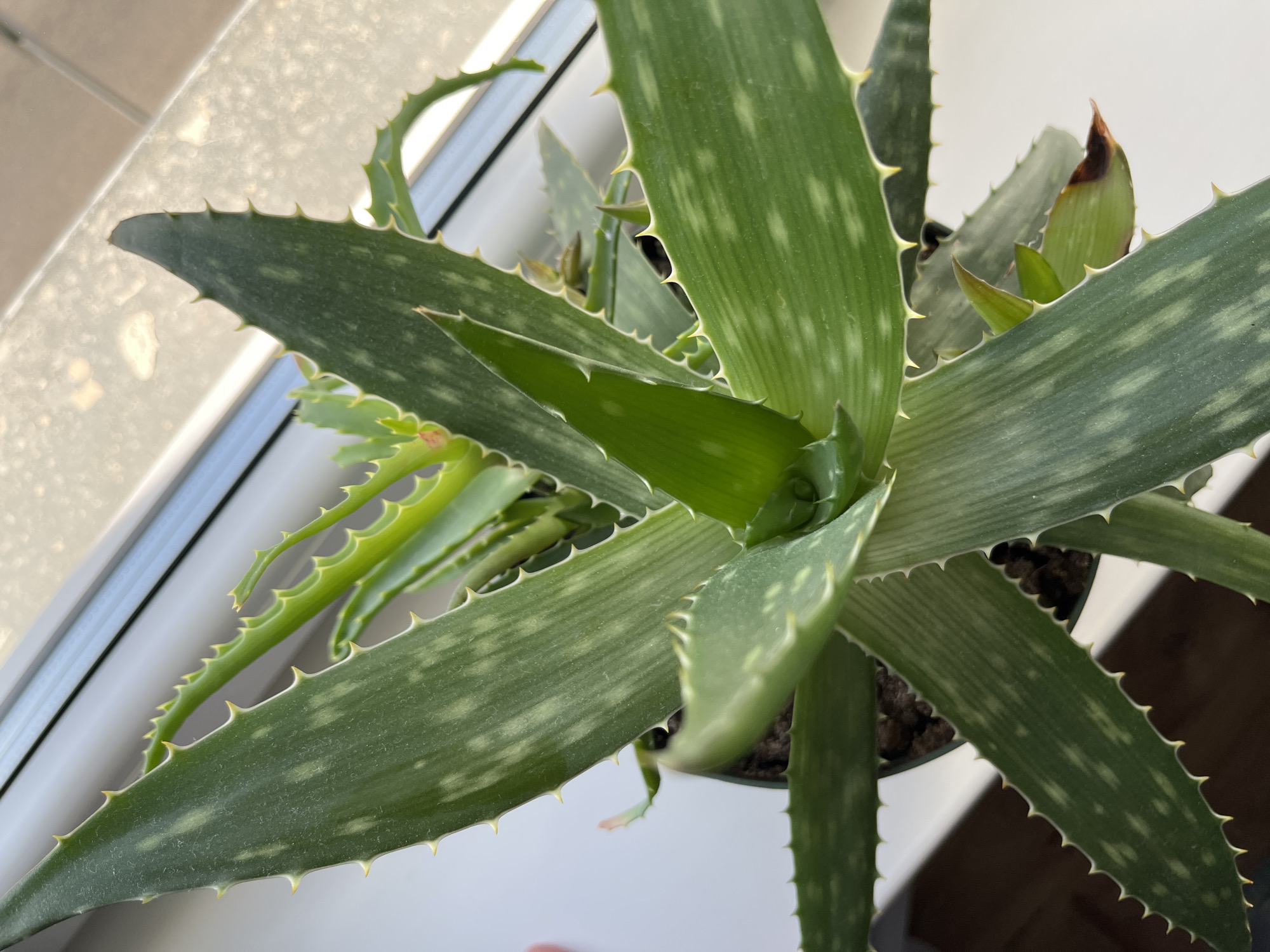 The image shows a close-up, high-angle view of an aloe vera plant indoors, likely on a windowsill. The plant has thick, green, fleshy leaves with serrated edges and small white spots. The leaves are arranged in a rosette pattern, with new growth emerging from the center. The background is blurred and appears to be a window with natural light filtering through. There are no people or animals visible in the image. The scene is indoors and the exact location in Kohtla-Järve linn, Estonia, is not specified in the image or accompanying information.