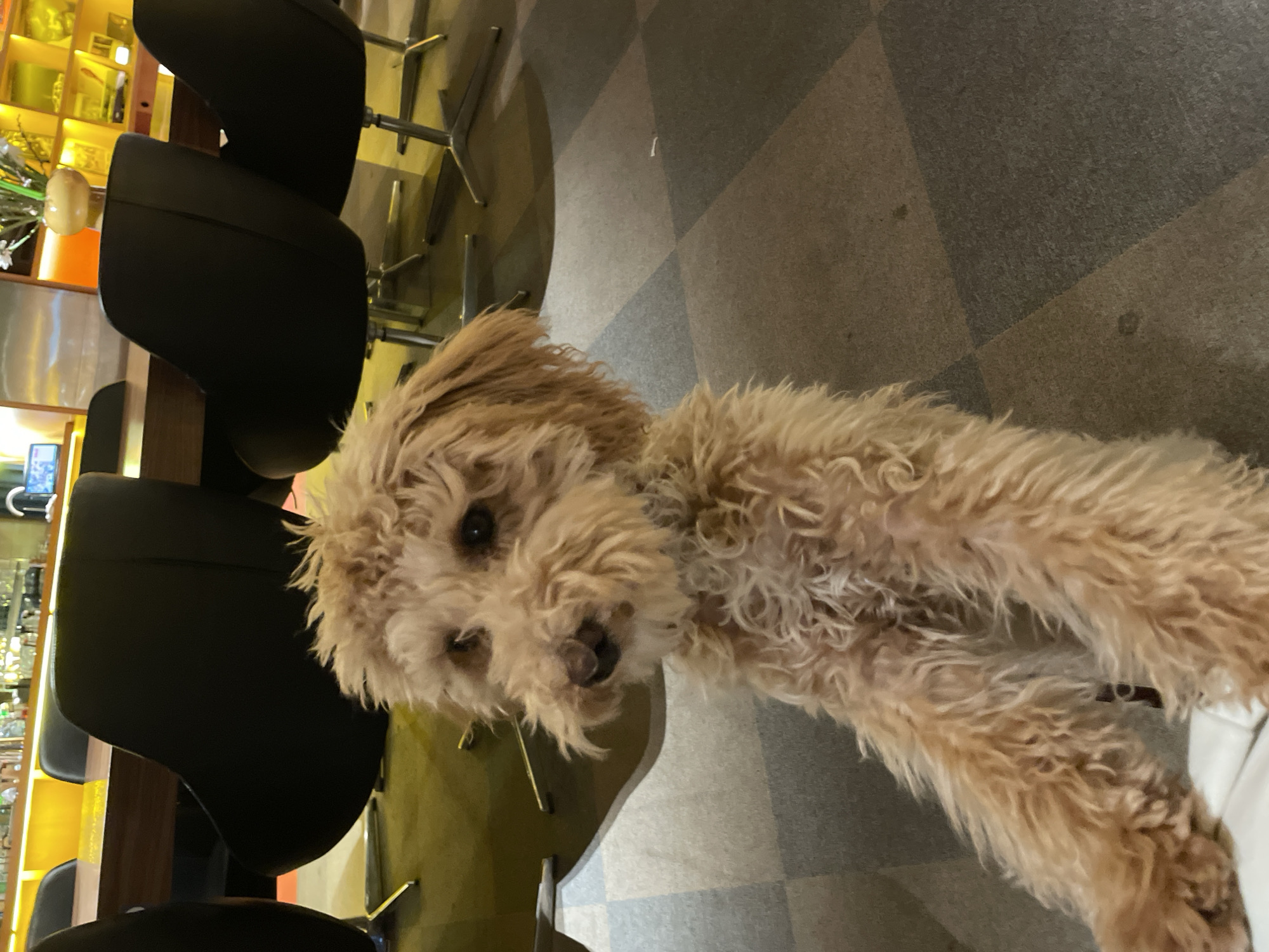 A light brown, curly-haired dog, likely a Poodle or Poodle mix, is positioned centrally, standing on its hind legs with its front paws resting on an unseen lower surface. The dog's head is tilted slightly left, and its dark eyes are directed towards the camera. The background depicts the interior of a modern commercial establishment, identified as a restaurant or lounge located in Yerevan, Armenia. Visible elements include several black, contemporary chairs with chrome swivel bases arranged around a dark wooden table. The floor is covered with carpet tiles in a checkerboard pattern of alternating grey and brown squares. In the far background, a bar area is brightly illuminated by warm yellow and orange ambient lighting, revealing bottles, glassware, and a tap system on shelves. A vase containing white flowers is also present on a shelf in the background. No people are visible, but the dog's posture suggests an interaction with an individual just out of frame.