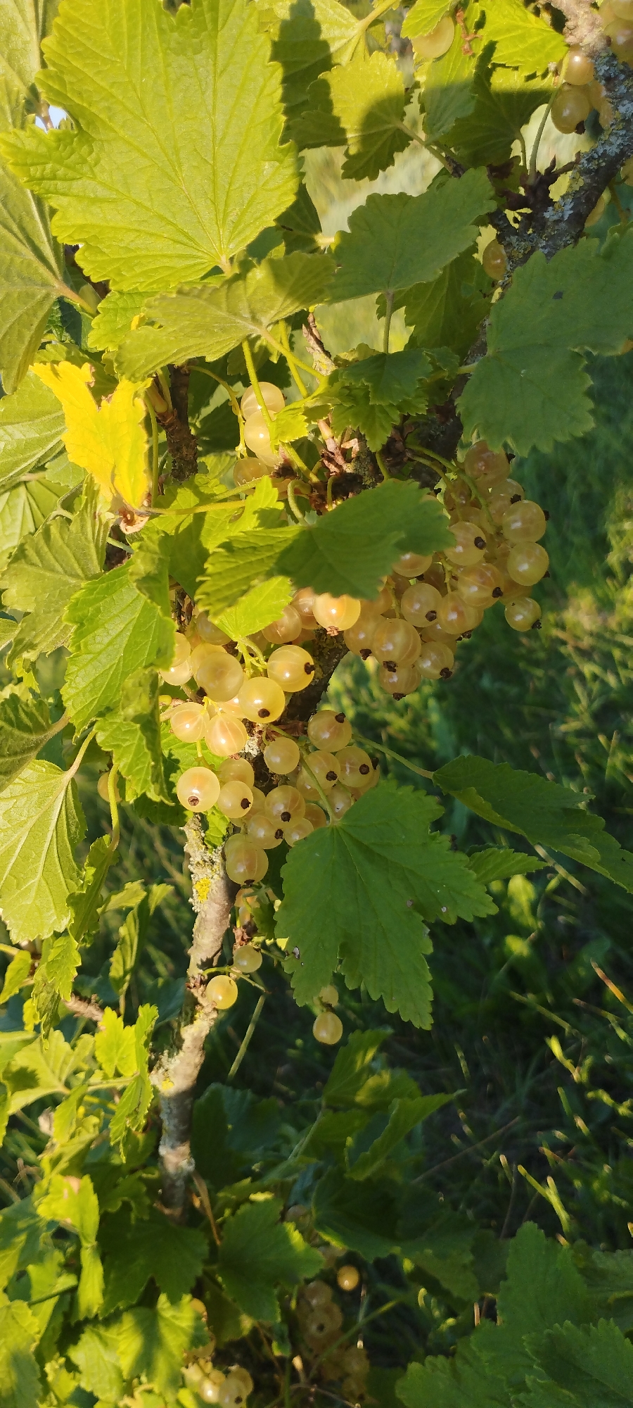 A close-up shot captures a branch of white currants bathed in the warm glow of what appears to be late afternoon or early morning sunlight. The currants, translucent and pale yellow, hang in clusters, some still tinged with green, others fully ripe and almost golden. They are nestled amongst lush, green leaves, some of which are sharply defined by the sunlight, creating dappled shadows. A single leaf, higher and to the left, has turned a vibrant yellow, indicating a potential shift in season or a specific plant characteristic. The branch itself is rough and textured, with hints of lichen. In the background, out of focus, is a grassy area, suggesting an outdoor garden or natural setting. The overall impression is one of a peaceful, natural scene, highlighting the beauty of ripening fruit on the vine. There is no visible text in the image.