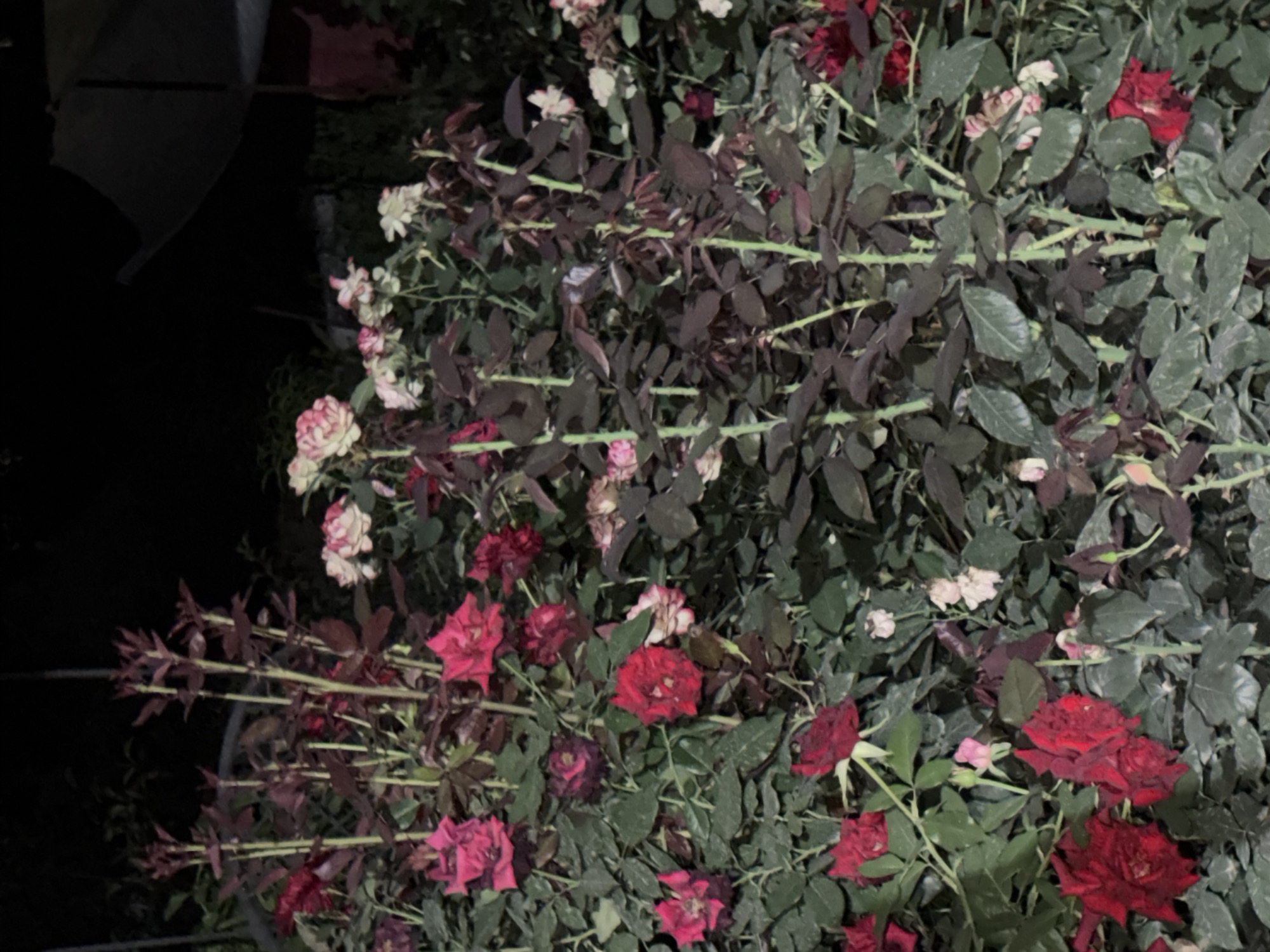 The image depicts a dense cluster of rose bushes at night, with a dark background suggesting an outdoor environment. The roses exhibit a variety of colors, including deep reds, pinks, and some lighter, possibly fading blooms. The foliage is a mixture of dark green and reddish-brown leaves, with thorny stems visible. In the upper right portion of the image, a dark, large object, possibly an umbrella or canopy, is partially visible against the black sky. There are no people or overt actions depicted; the scene is a still life of the rose garden. The location is stated to be in the city of Vostok, Kyrgyzstan.