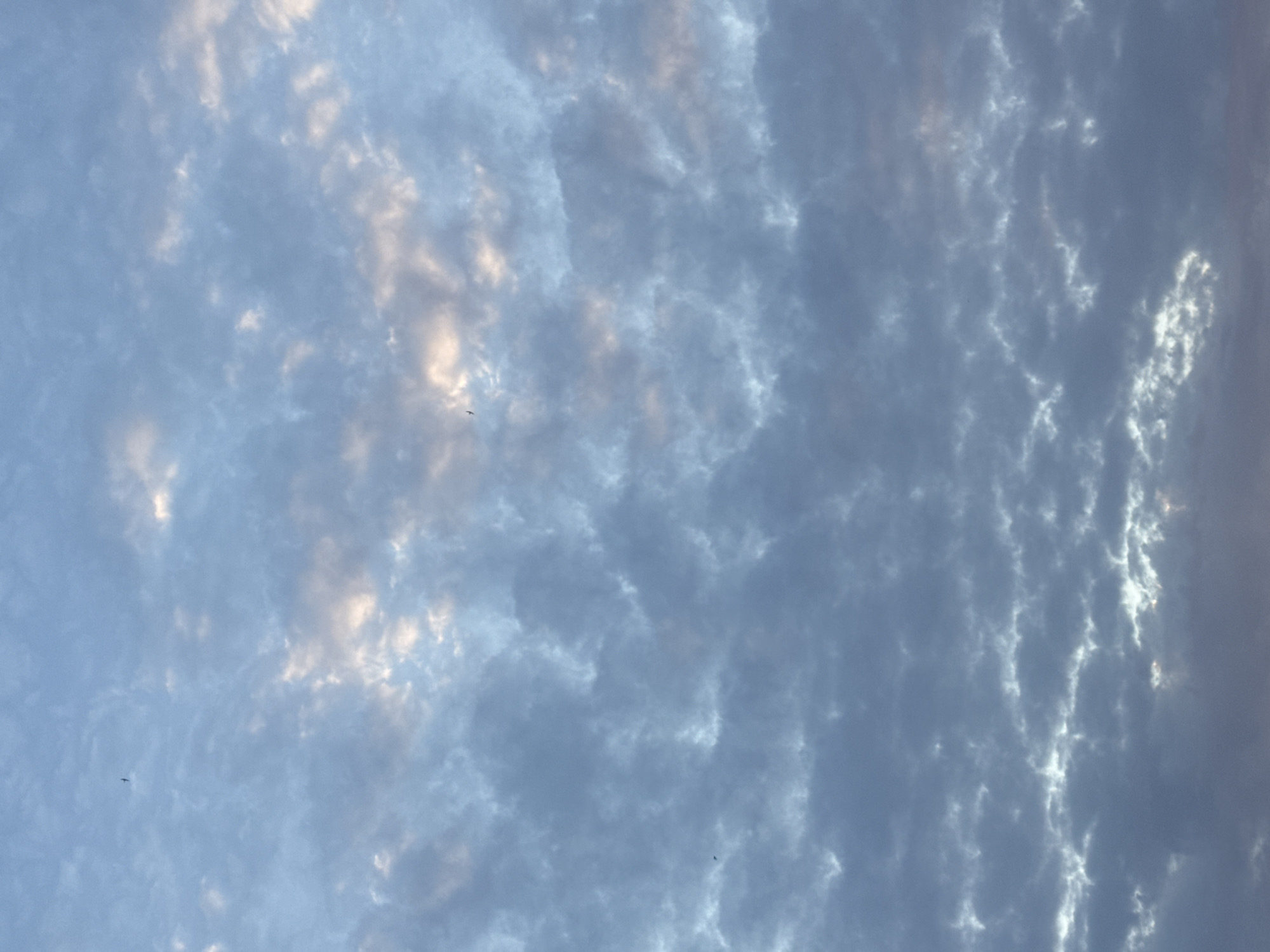 The media file is a photograph of a cloudy sky. The clouds are predominantly gray and white, with some areas tinged with pink and yellow, suggesting the presence of sunlight either rising or setting. The sky is textured with various cloud formations, some appearing wispy and scattered, while others are more dense and layered. A few small, dark silhouettes of birds can be seen in flight against the clouds, adding a sense of scale and depth to the scene. The overall impression is one of a dynamic and atmospheric sky. Given the location context of Aktau, Kazakhstan, this scene could be representative of the sky over the Caspian Sea or the arid landscape surrounding the city. The lighting suggests it is either dawn or dusk. There is no visible text in the image.
