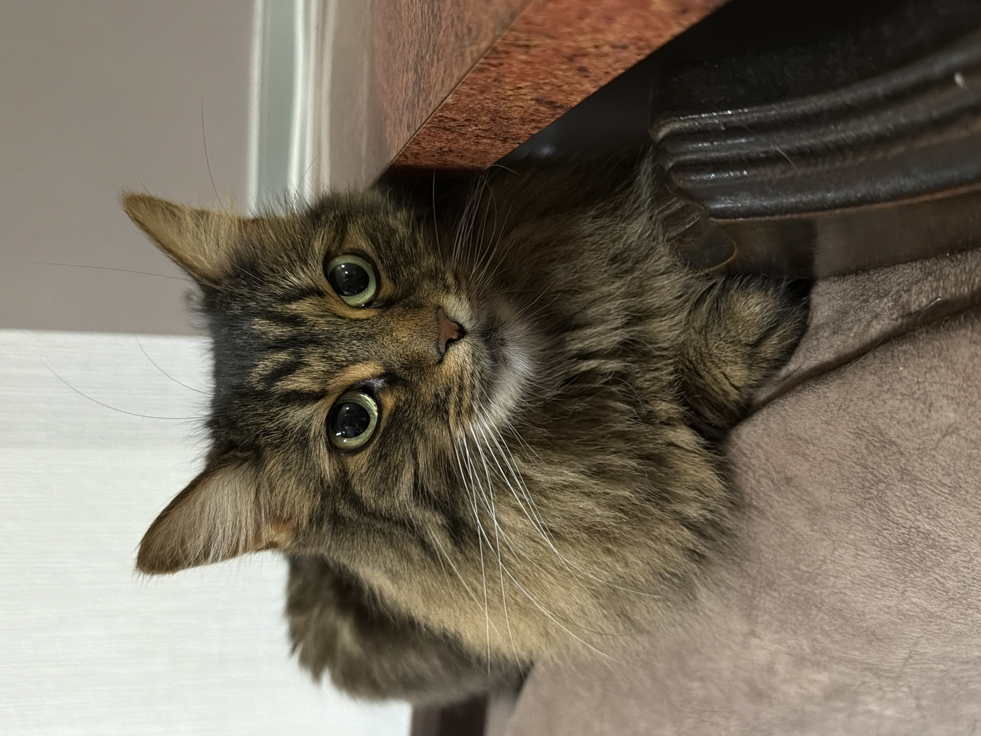 A medium shot, eye-level, indoor photograph shows a long-haired, tabby cat with green eyes lying down on a brown, textured surface. The cat is facing forward, looking directly at the camera, with its paws tucked underneath it. Its fur is a mix of brown and black stripes with white whiskers. To the right of the cat, a brown, speckled surface is visible, which appears to be a countertop or shelf. The background consists of a white, textured wall on the left and a muted gray wall on the right, with a thin horizontal line indicating a baseboard or trim. The lighting is soft and diffused. The cat's expression is alert and calm.