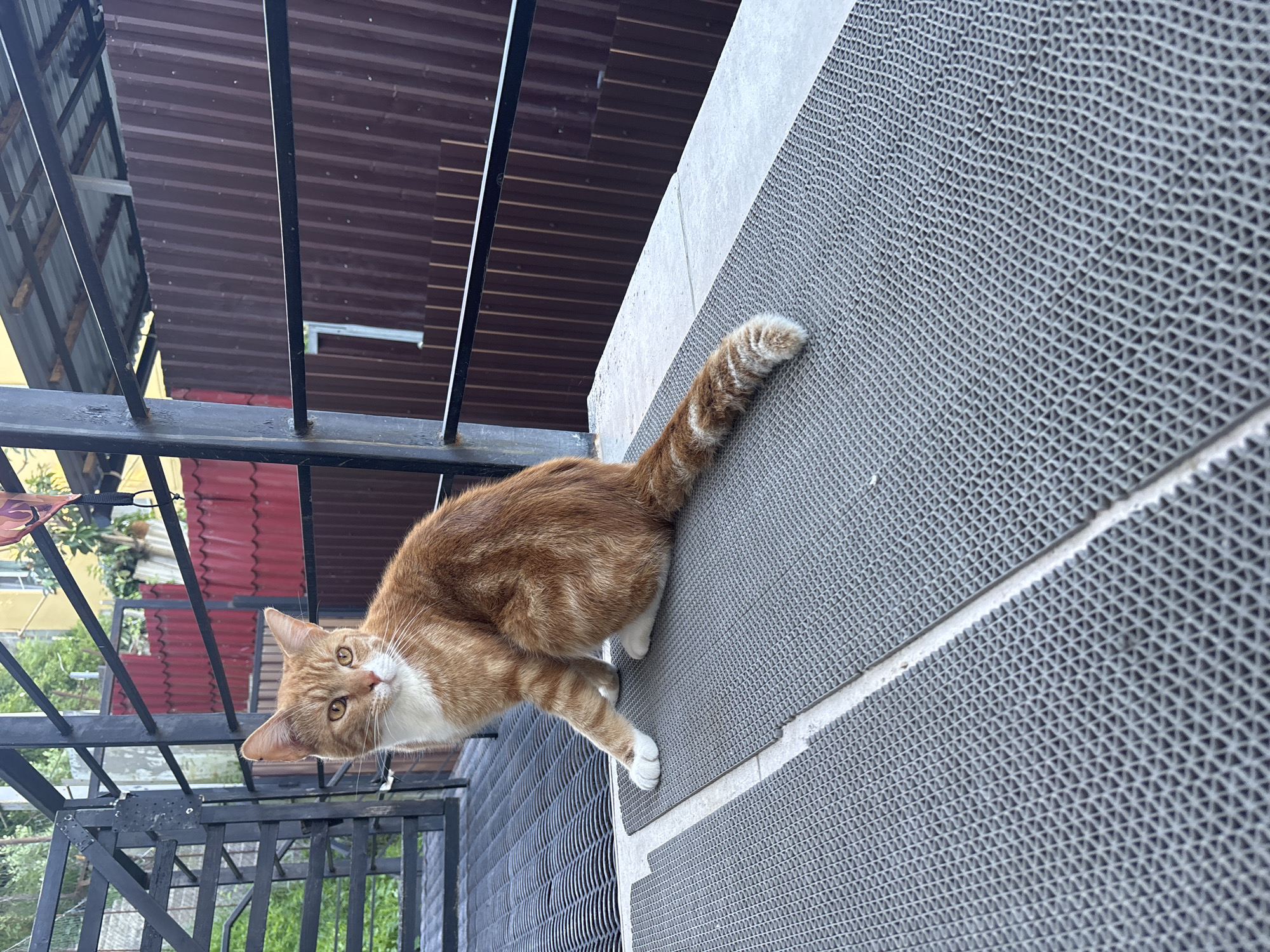 An orange and white cat with yellow eyes is sitting on a textured gray mat on an outdoor patio. The cat is facing left, looking slightly upwards and away from the camera. Its left paw is extended forward, resting on the mat. In the background, there is a black metal railing, a brown corrugated metal fence, and some greenery. The scene appears to be on a balcony or porch, possibly in a residential area of Sochi, Russia, given the architecture and fencing. The lighting suggests it is daytime.