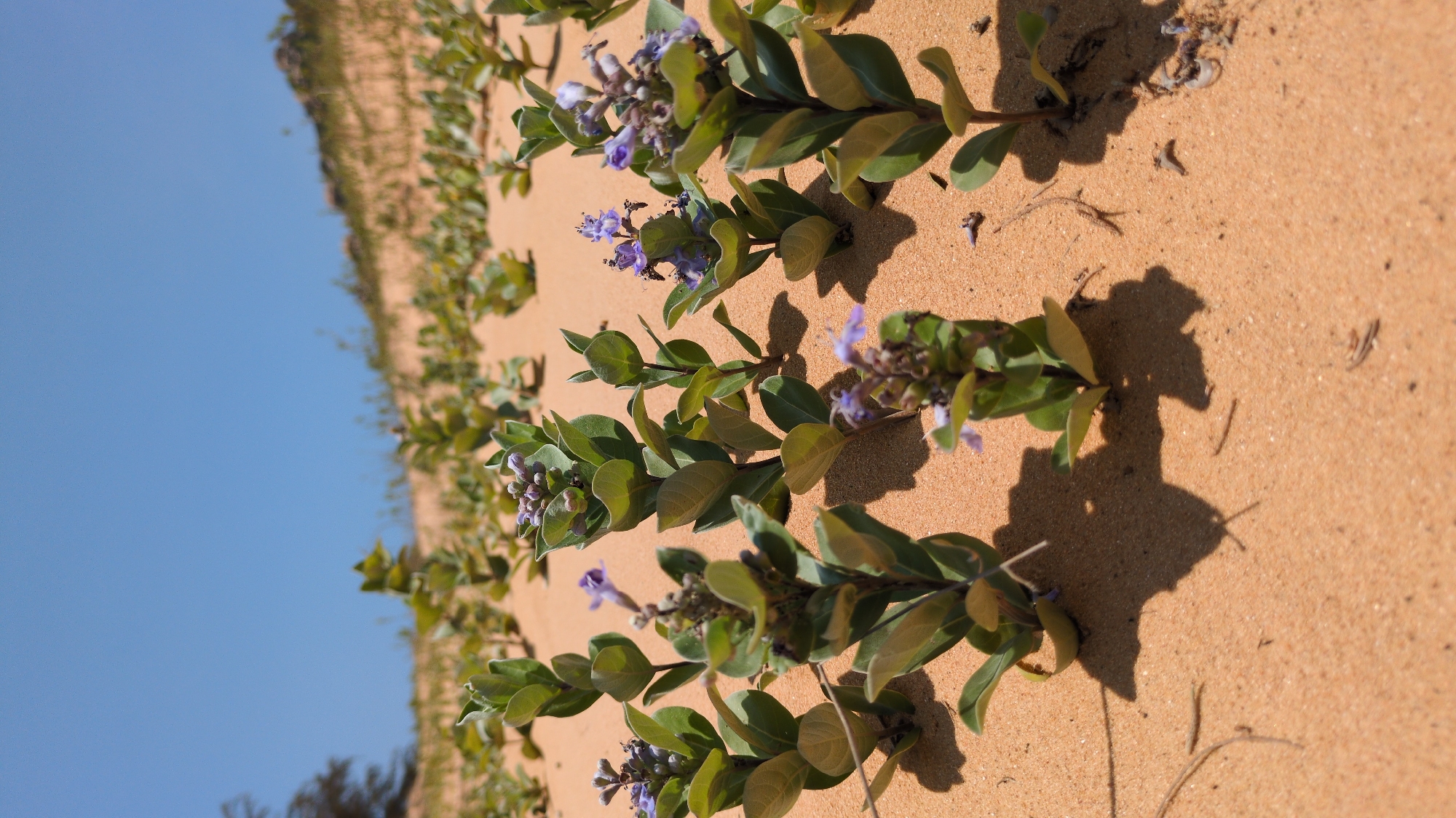 A close-up, low-angle shot of a sand dune in Phuoc Dinh, Vietnam, shows a line of flowering vines creeping across the sand. The plants have rounded, green leaves and small, lavender-colored flowers. The sand is a warm, orange-brown color. The sky is a clear, pale blue in the background. Shadows from the plants are visible on the sand.