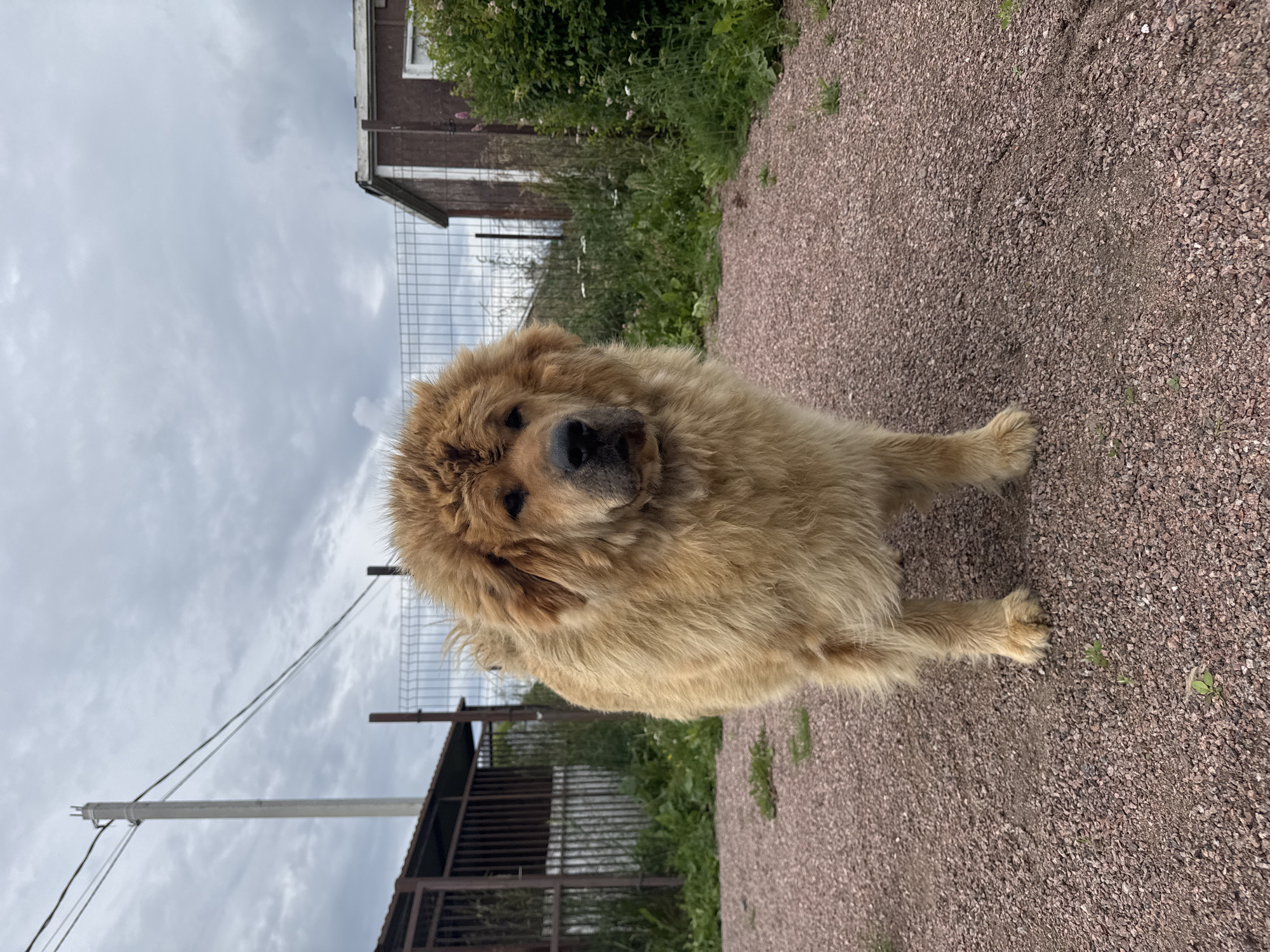 A light brown, fluffy dog stands on a gravel surface. The dog is looking directly at the camera with its head slightly tilted. Behind the dog, a metal fence can be seen, and further back, a small brown building with a white window. To the left of the fence is a dark-colored enclosure with a slanted roof. In the background, utility poles and wires are visible against a cloudy sky. The ground is covered in small reddish-brown gravel with scattered green vegetation. This scene is located in the city of Kempelevo, Russia.