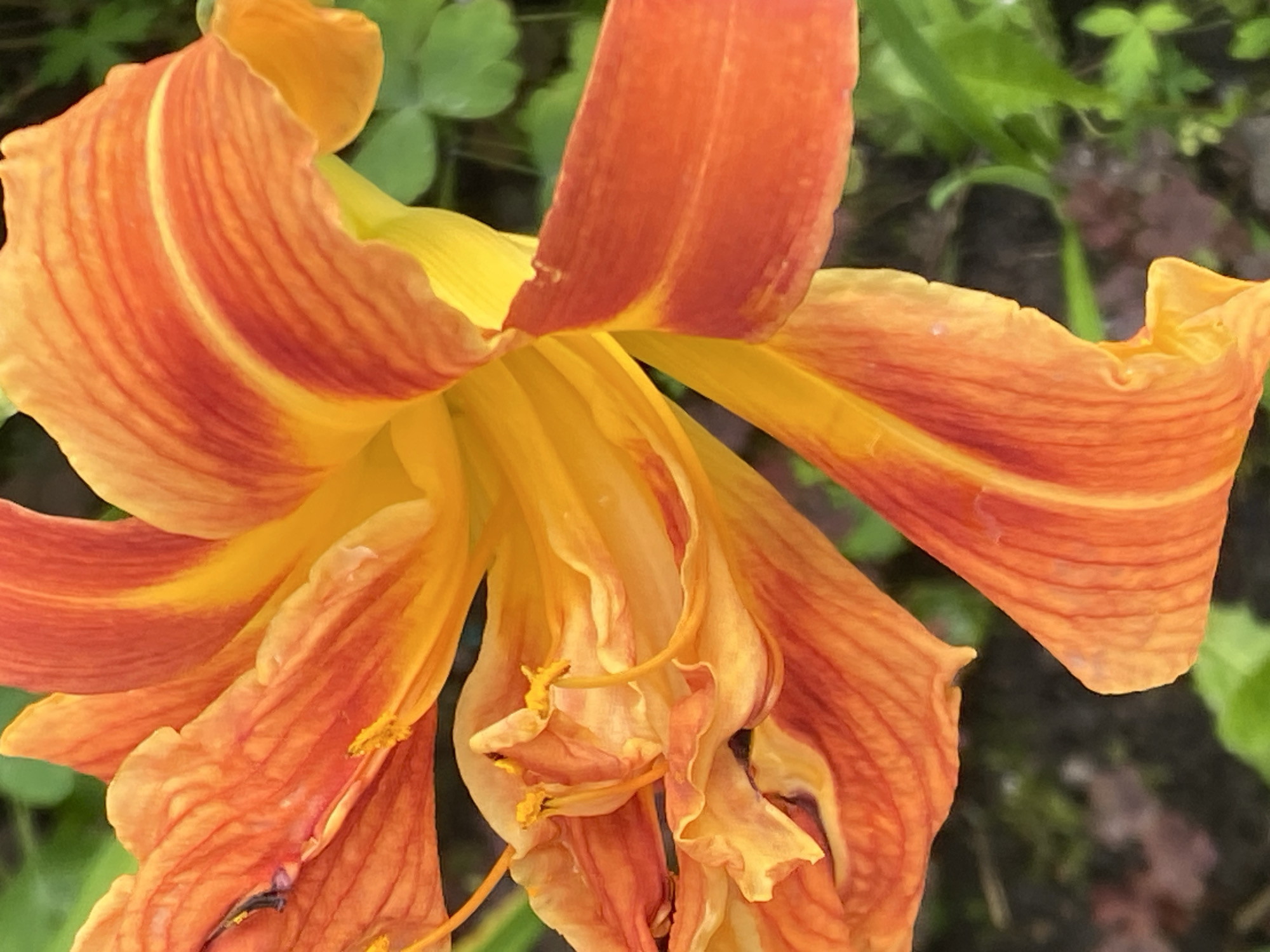 A close-up, overhead view captures the vibrant petals of an orange and yellow lily. The flower's intricate structure is highlighted, with visible stamens and the delicate texture of the petals. The background is softly blurred, showing hints of green foliage and dark soil, suggesting an outdoor garden setting. There are no people, actions, or specific interactions depicted. There is no information in the image to indicate the location in Novokuznetsk, Russia.