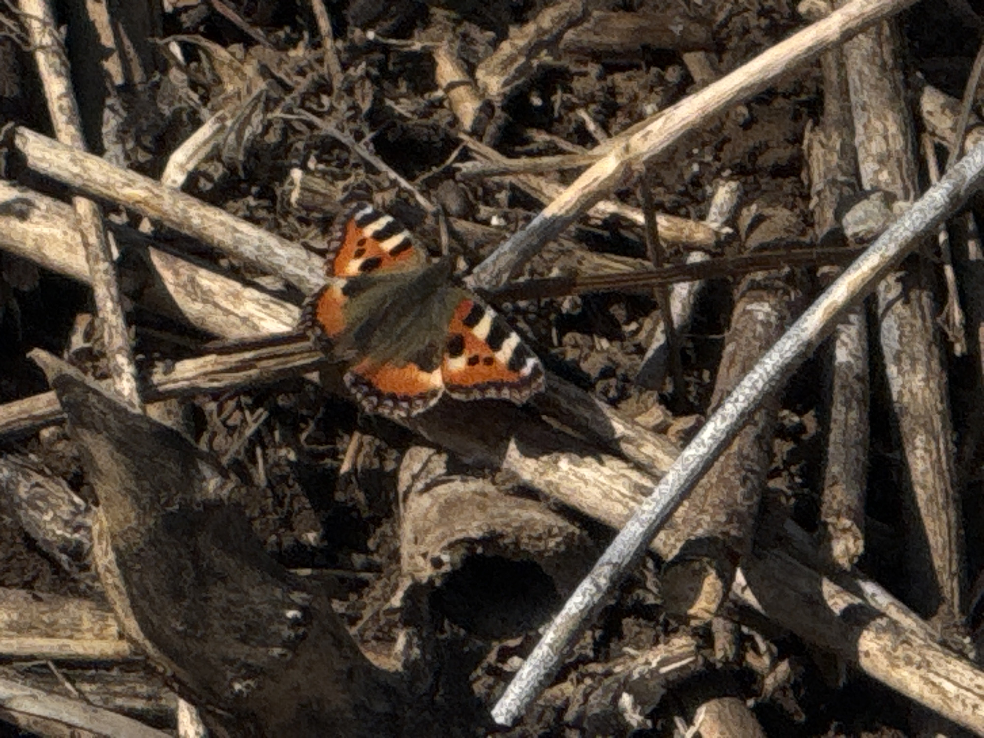 The image depicts a tortoiseshell butterfly perched on twigs and dried leaves, possibly in a natural area. The location, Chaikovsky, Russia, is contextual information. The scene suggests a close-up shot, focusing on the insect and its immediate surroundings. The environment appears to be outdoors, with a mix of organic materials on the ground. No people or interactions are visible.