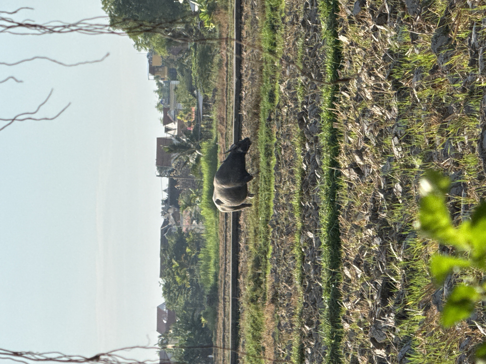 The image displays a water buffalo grazing in a tilled agricultural field on the outskirts of Đà Nẵng, Vietnam, under a clear, light blue sky. The dark grey buffalo is positioned in the mid-ground, facing right with its head lowered, indicative of feeding. Small horns are visible on its head. The immediate foreground features a mix of disturbed earth, stubble, and emerging green shoots, with a distinct line of taller green grass running horizontally across the bottom. Behind the buffalo, a dark, elevated horizontal structure, consistent with a railway track or raised pathway, extends across the scene. Beyond this structure, a dense line of trees and foliage precedes a residential area in the background, comprising houses with reddish-brown roofs and various designs, interspersed with additional greenery. The upper and lateral portions of the image are partially obscured by blurred, dark, thin, vine-like plant structures. The scene is brightly illuminated by natural daylight.