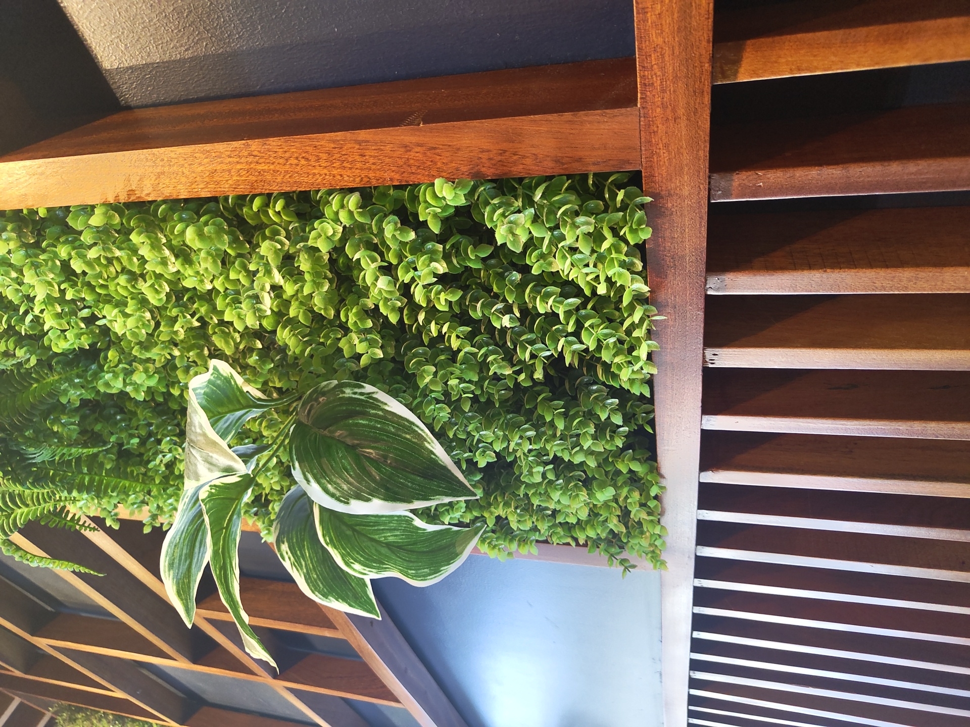 The image shows a close-up of a vertical garden installation, likely in an indoor or covered outdoor setting. The main subject is the lush green foliage, composed of dense, small-leaved plants that cascade downwards, creating a vibrant green wall. Interspersed within this green backdrop are the large, variegated leaves of a different plant, featuring striking patterns of dark green and white. These leaves are prominent and add a touch of contrast and visual interest.
The garden is framed by wooden elements. To the left and top, there are wooden beams that appear to be part of the structure supporting the garden. To the right, a slatted wooden screen or louver system is visible, with horizontal wooden slats spaced apart, allowing glimpses of the background through the gaps. The wood has a warm, reddish-brown tone, suggesting it is either stained or made of a specific type of wood.
The lighting in the image suggests it might be daytime, with light casting shadows and highlighting the textures of the leaves and wood. The light appears to be coming from the top or side, creating a naturalistic illumination. There are no people visible in the image, and the focus is entirely on the plant and wooden elements.
The scene evokes a sense of natural beauty and design, possibly in a cafe, restaurant, or a modern home where indoor plants are used for decoration. The combination of the living plants and the architectural wooden features creates an aesthetic that is both organic and structured. The location context of Bac Nha Trang Ward, Vietnam, might suggest a tropical or subtropical setting, where such lush greenery would be common. No text is visible in the image.
