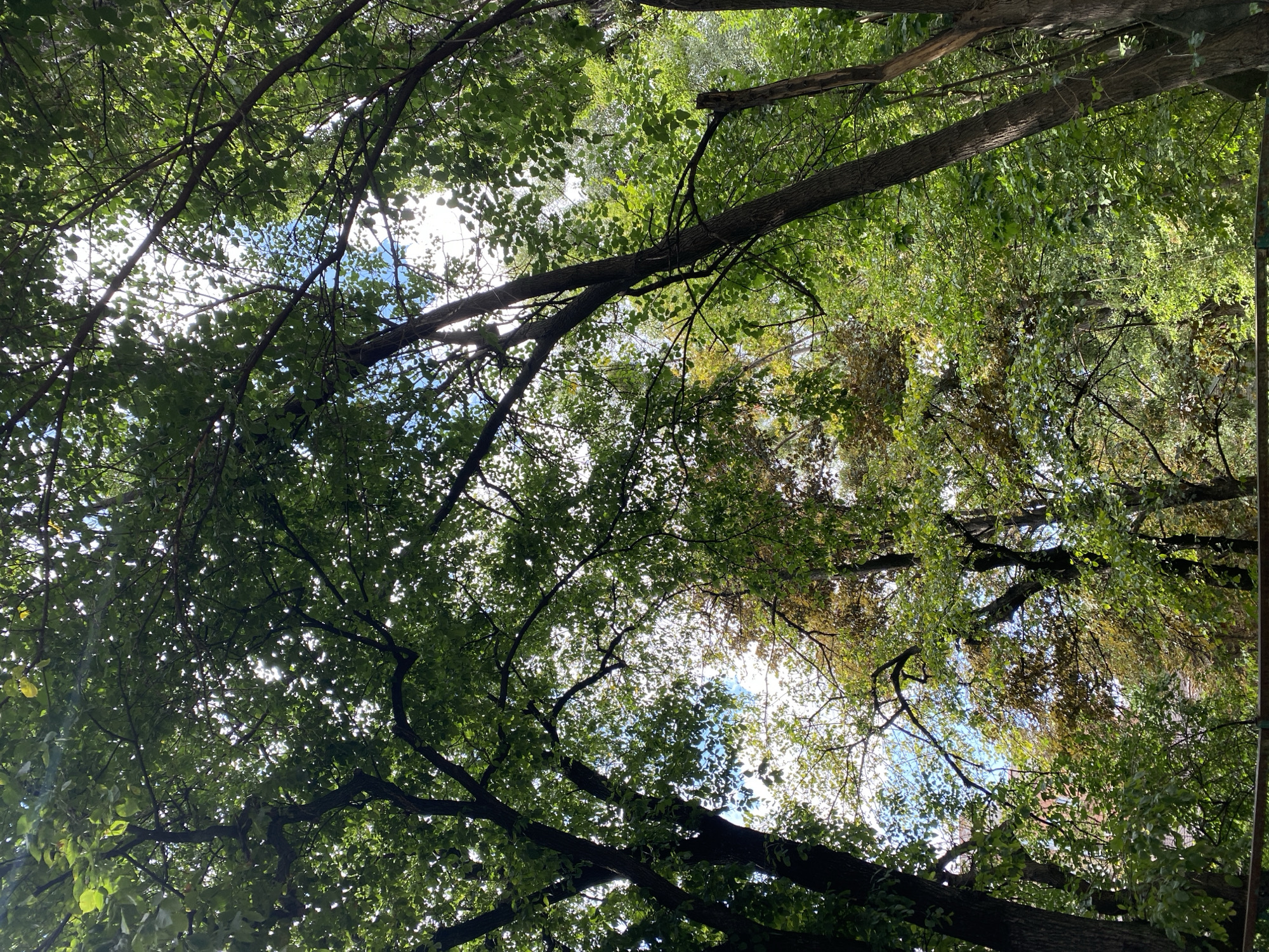 An upward shot captures a dense canopy of trees with their leaves dappled by sunlight filtering through. The foliage is predominantly green, with some hints of yellow and brown suggesting the transition to autumn. The branches of the trees create a complex network against the bright sky, which is partly visible as patches of blue. A dark, weathered wooden fence runs horizontally across the bottom of the frame, partially obscured by vegetation. The scene appears to be in a natural setting within a park or wooded area.