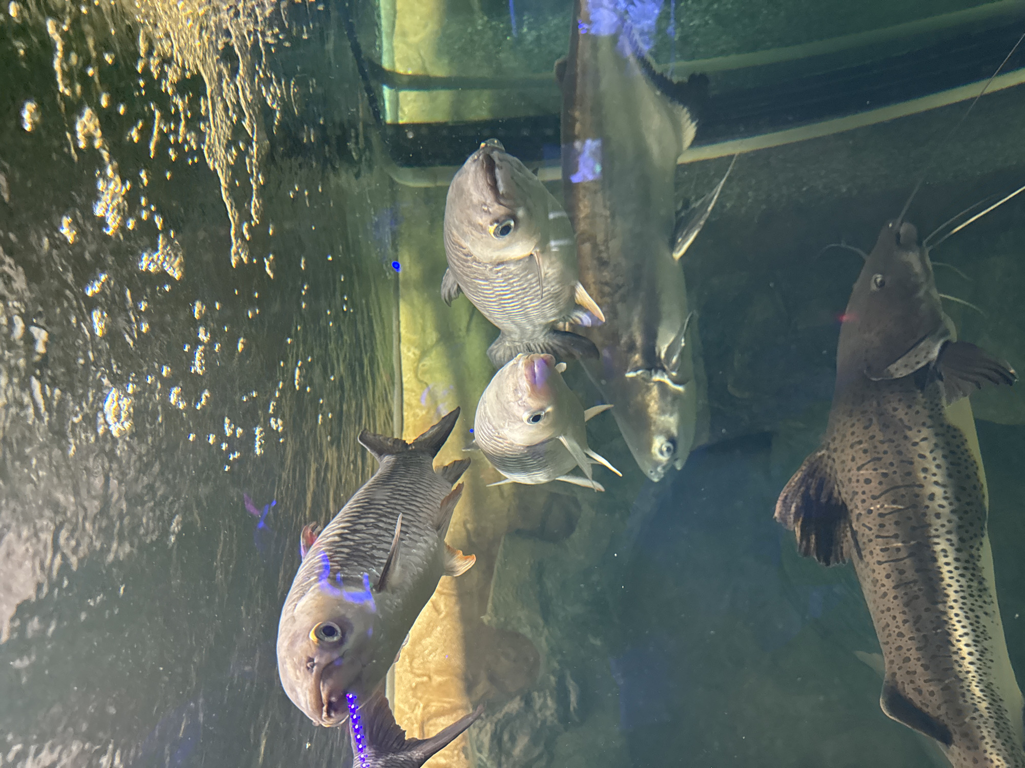 The image shows several fish in an aquarium. One fish is a spotted catfish, and others appear to be a type of silver fish. Bubbles are visible near the top left, and the backdrop appears to be rock-like. There are no people visible. The location is not discernible from the image.