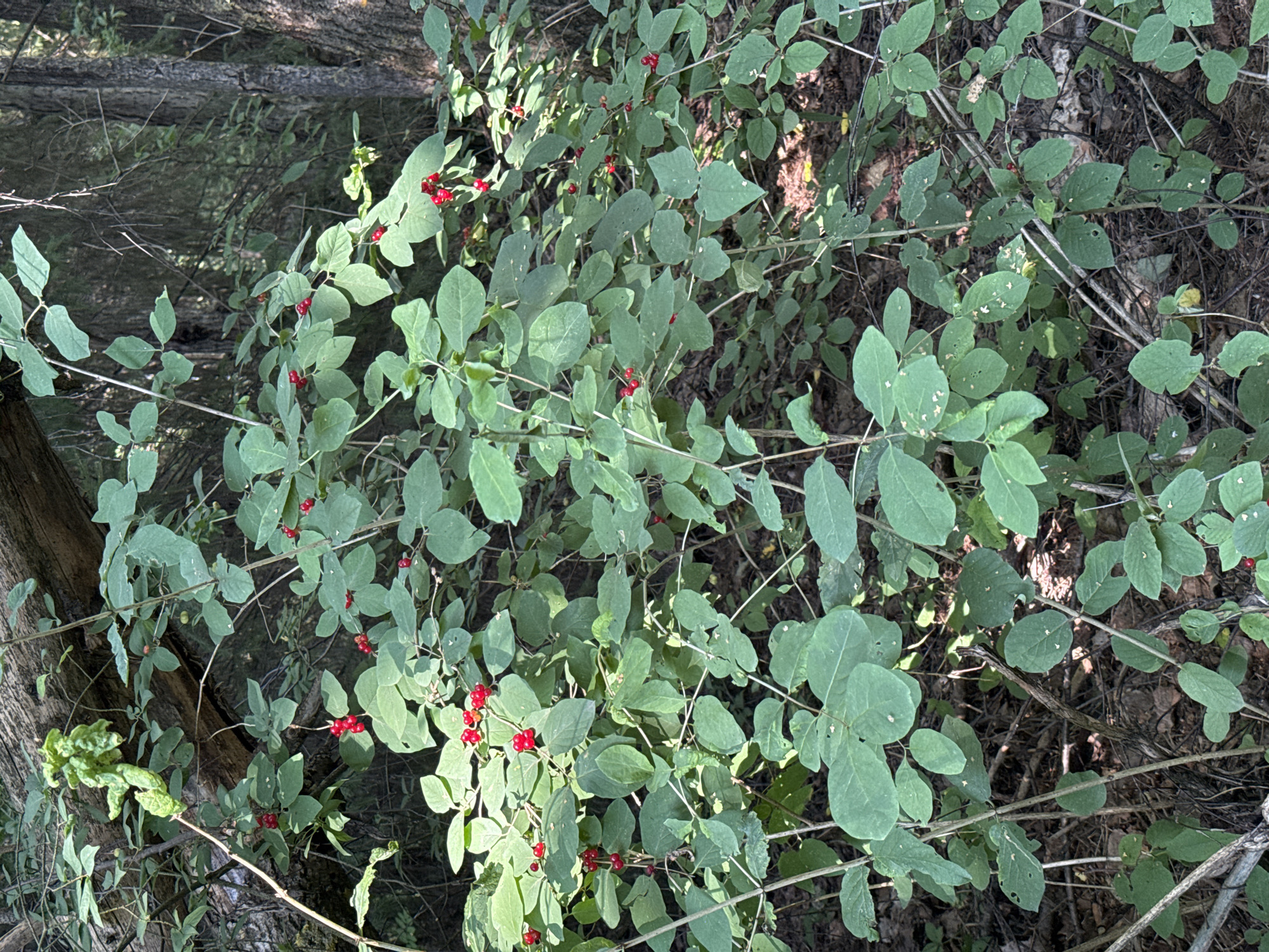 This is a close-up, eye-level, full-frame photograph of a dense thicket of wild honeysuckle bushes with bright red berries. The bushes are in full leaf, and the sunlight filters through the canopy of a forest, casting dappled shadows on the ground and vegetation. The ground beneath the bushes is covered with fallen leaves and twigs. The background consists of dark tree trunks and foliage, indicating a natural woodland environment. There are no people or animals visible in the image. The scene appears to be a natural outdoor setting, likely a forest or wooded area. Without specific landmarks, it is impossible to pinpoint the exact location within Izhevsk, Russia.