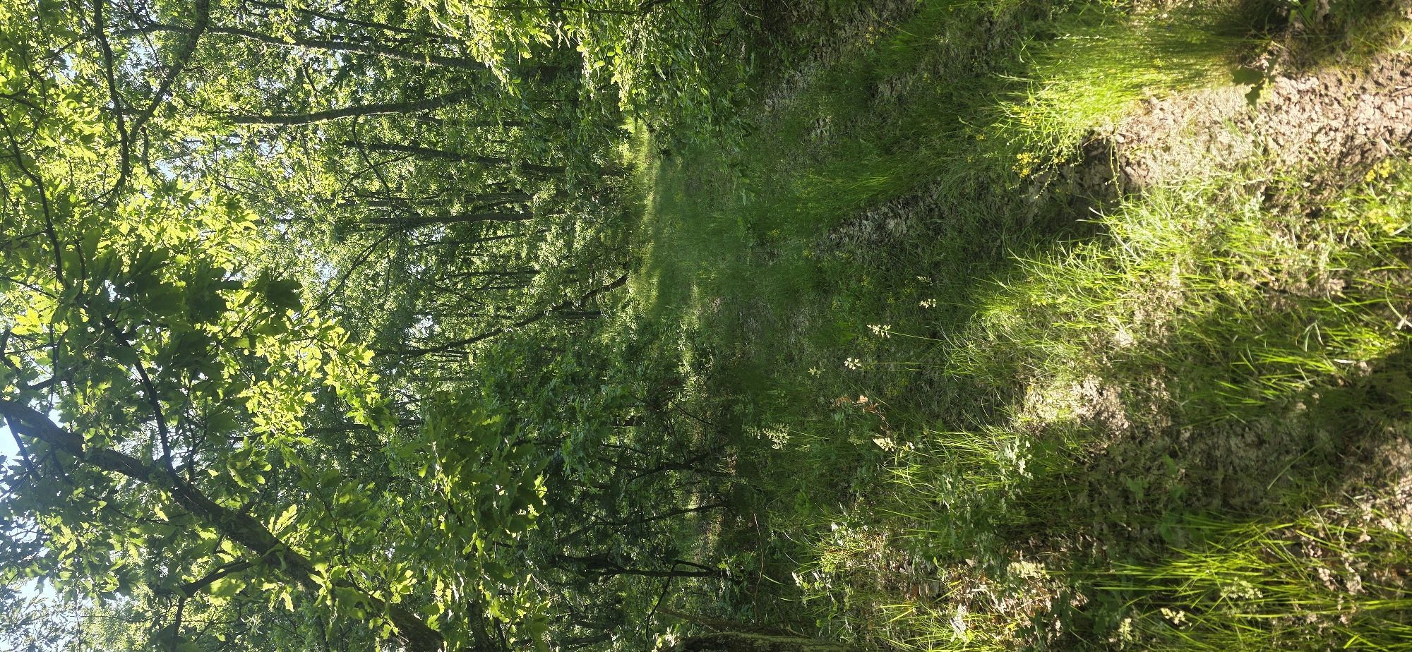The image depicts a sun-drenched path through a dense forest. Sunlight filters through the canopy of trees, creating patches of light and shadow on the ground. The path is covered in grass and vegetation. The location is likely in a rural area due to the presence of the forest. Without specific identifying features within the image, confirmation of the exact location in Prilep, Bulgaria is impossible.