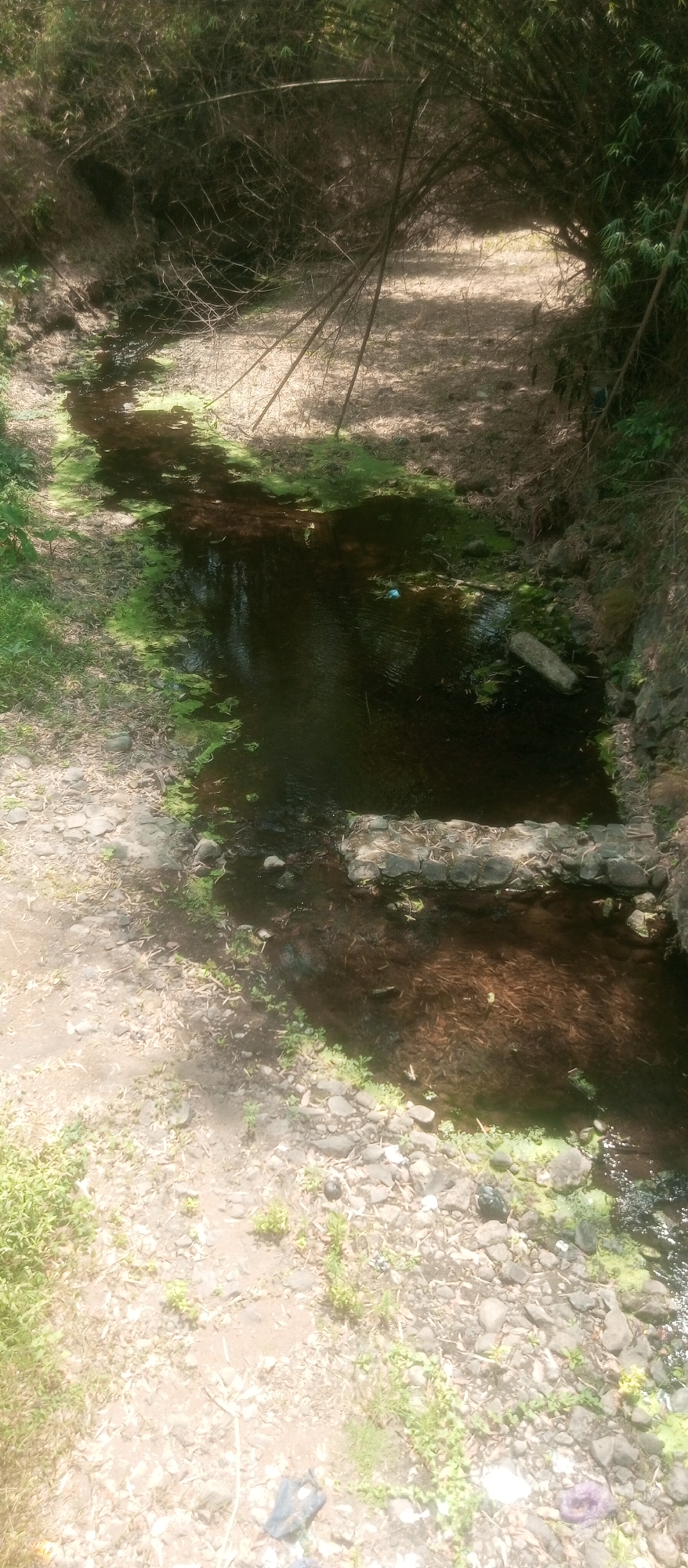 The image depicts a narrow, shallow stream flowing through a natural, wooded environment. The stream banks are lined with rocks and sparse vegetation, with a dense growth of bamboo trees arching overhead, creating a shaded canopy. The water is dark and appears to have some green algae or plant growth on its surface. The stream bed is visible in some areas, showing rocks and debris. The ground on either side of the stream is covered in dry leaves, twigs, and rocks, with patches of green grass and small plants. Sunlight filters through the bamboo leaves, casting dappled shadows on the ground and water. In the foreground, there is a rocky path leading to the stream, and some scattered debris, including plastic bags. There are no people visible in the image. The scene suggests a secluded, natural area, possibly a park or a less-developed part of a rural or semi-rural location. While the image does not provide specific landmarks, this type of natural stream with bamboo groves could be found in various areas around Kediri City, Indonesia, known for its natural landscapes and agricultural surroundings.