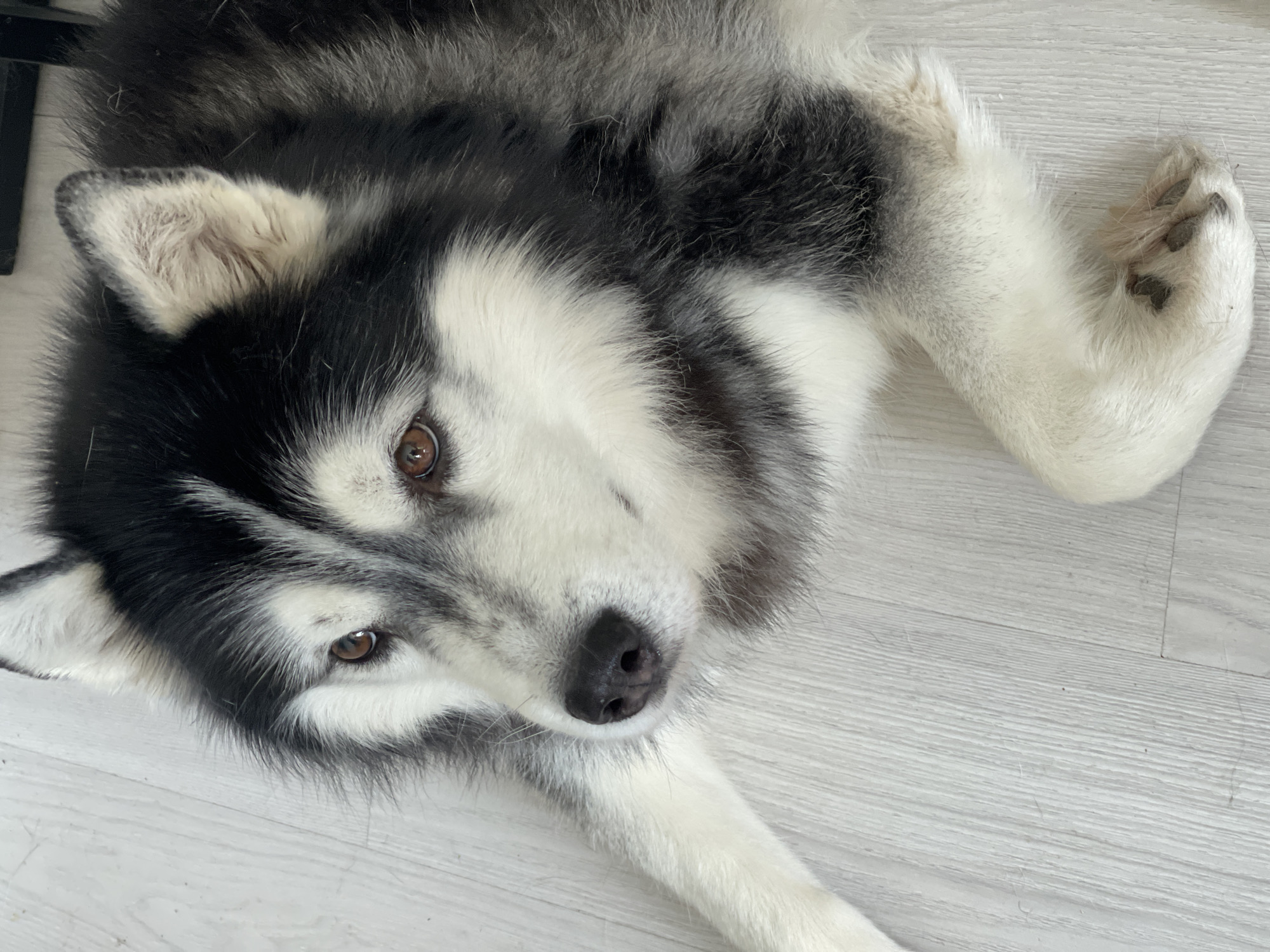 A high-angle, close-up shot shows a Siberian Husky lying on a light-colored wooden floor. The dog's head is positioned in the upper left quadrant of the frame, with its body extending towards the bottom right. The dog has striking black and white fur, with characteristic facial markings and amber-colored eyes. Its nose is dark and appears wet. One of its front paws is visible in the lower right corner, with dark claws. The floorboards are oriented horizontally across the image, with visible grain and texture. There is no indication of the city of Samara, Russia, in the image.