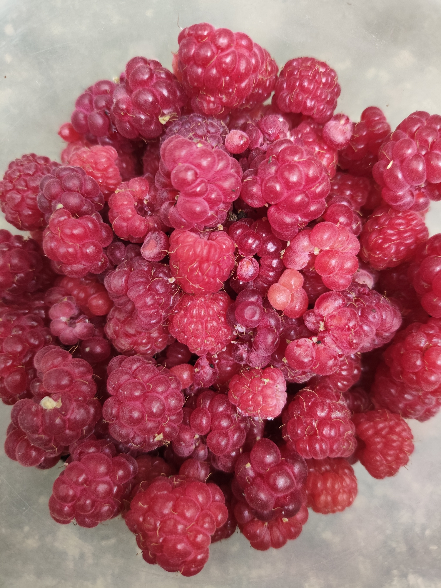 A close-up, overhead shot shows a large pile of fresh, ripe raspberries filling a transparent container. The raspberries are a vibrant deep pink to red color, with visible drupelets that give them their characteristic textured appearance. Some raspberries are tightly clustered, while others are more spread out, revealing the translucent bottom of the container underneath. The lighting is bright and even, highlighting the glossy surface of the berries. There is no indication of people, actions, or interactions, and the setting is limited to the container of fruit. The location in Znamenskiy, Russia, is not visually represented in the image.