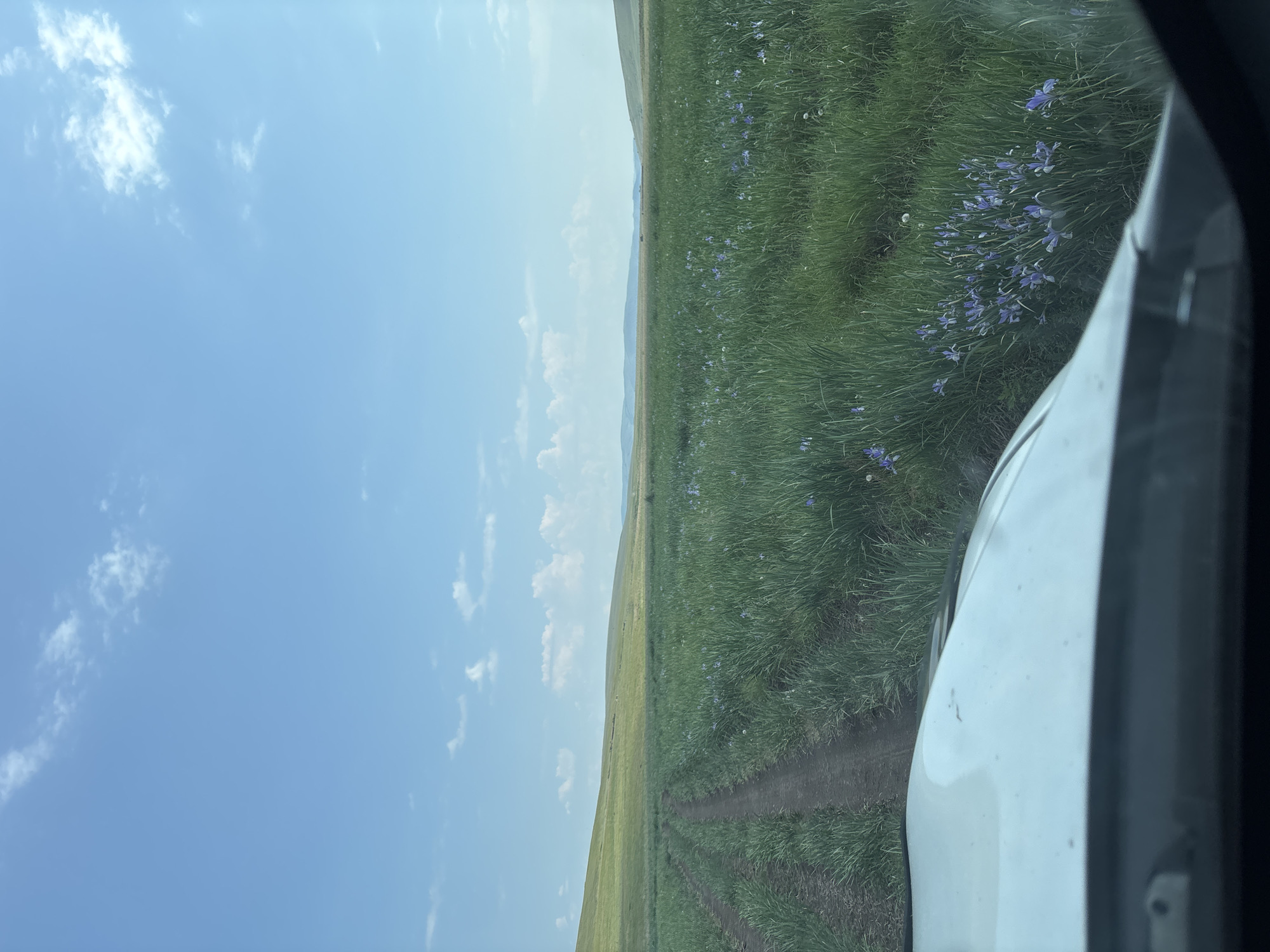 The image captures a vast, open grassland under a bright blue sky with scattered white clouds. A dirt track, likely a road, carves a path through the lush green grass, leading into the distance. The field is dotted with numerous small, delicate purple flowers, adding a touch of color to the verdant landscape. In the foreground, the hood and windshield of a white vehicle are visible, suggesting the photo was taken from inside or on top of it. The rolling hills in the background create a sense of depth and expanse. There are no people or animals directly visible in the frame. The overall scene evokes a serene and natural environment. Based on the provided information, this landscape is located in the city of Троицкое, Russia.
