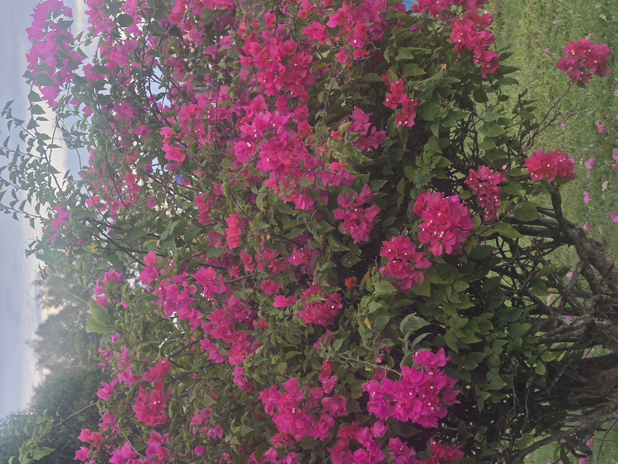The image depicts a lush bougainvillea bush covered in vibrant magenta flowers. The bush is located in a park in Pintomakmur, Indonesia. The weather is overcast. The grass is green.