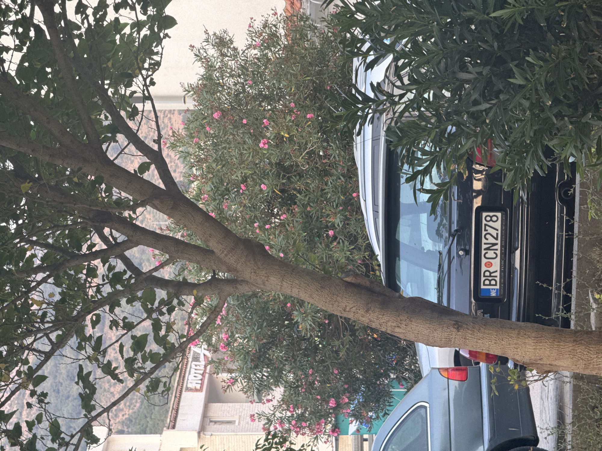 The image captures a street scene in Sutomore, Montenegro, focused on a tree trunk in the foreground, obscuring a portion of a black car with a license plate reading "BR CN 278". Behind the car, a building with a "HOTEL" sign is visible, along with pink flowering bushes. To the left of the black car is a light blue car. The overall environment appears to be an outdoor urban setting, likely in front of or near a hotel.