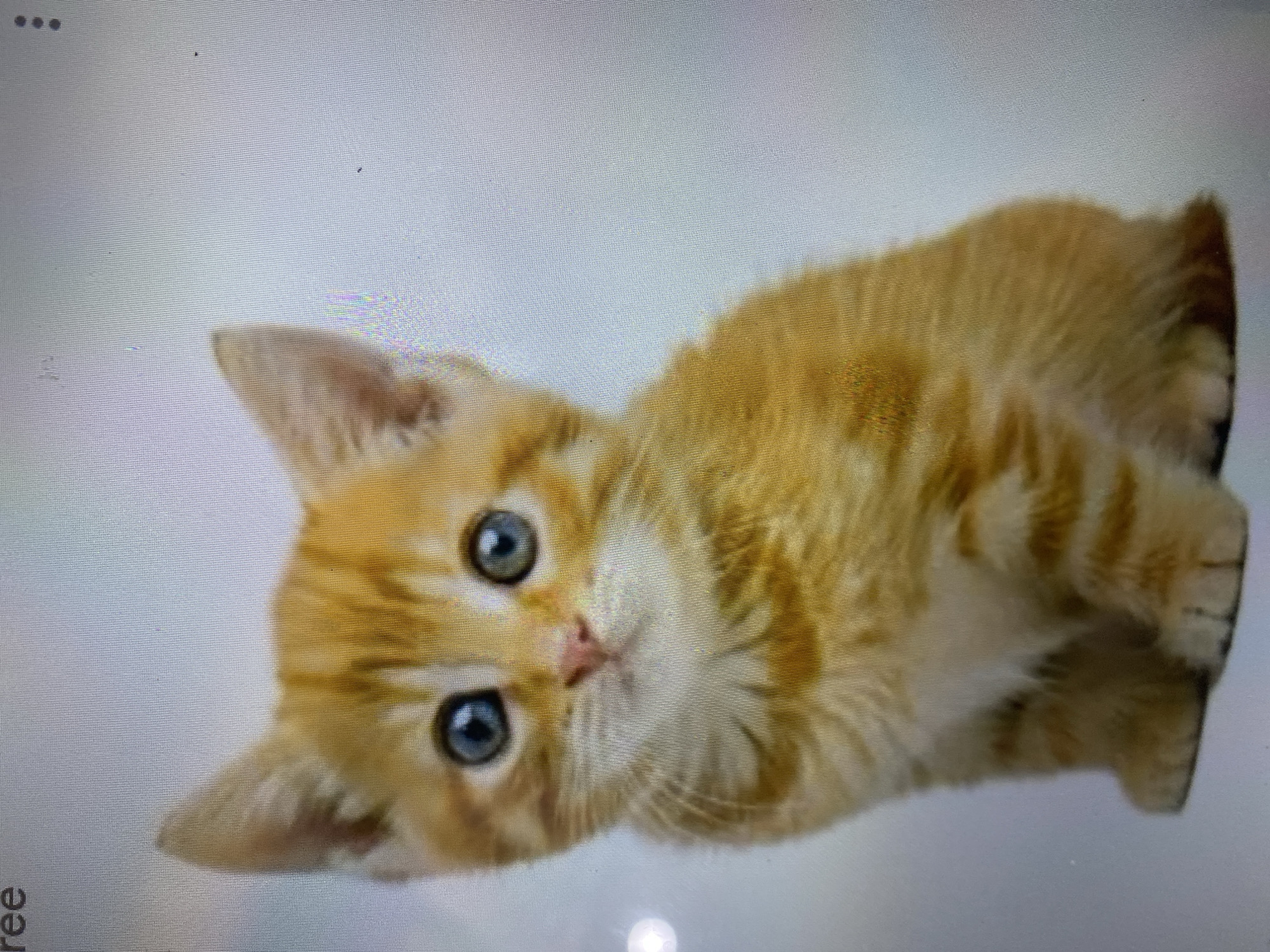 A close-up, horizontal, eye-level, medium shot photograph shows a young orange tabby kitten sitting and looking directly at the camera against a plain, light gray background. The kitten's fur is predominantly orange with darker orange stripes, and it has large, bright blue eyes, a pink nose, and pinkish-tan ears. The kitten is positioned slightly to the left of the frame's center. The lighting is soft, highlighting the kitten's features. There are no discernible environmental details or people present in the image. The image is a photograph of a screen displaying the kitten, indicated by the visible pixel grid and a slight glare on the left side of the image. The text "ree" is visible in the top left corner.