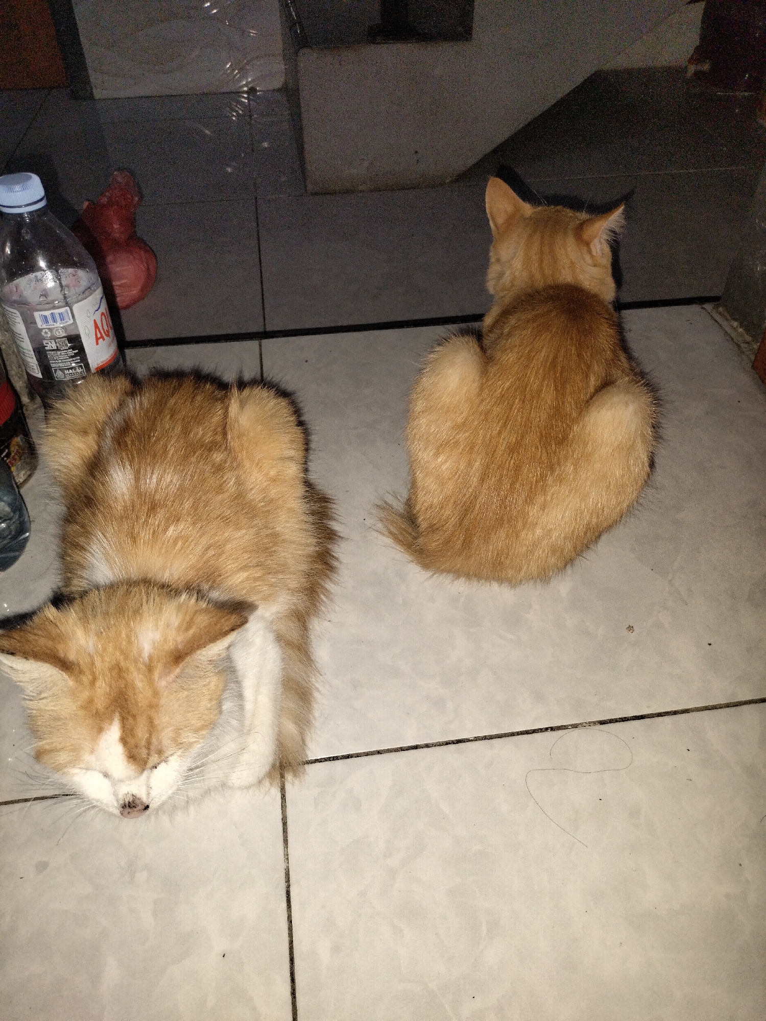 Two ginger cats are on a tiled floor. One cat is lying down with its head resting on the floor, eyes closed, and the other cat is sitting up, facing away from the camera. There is a bottle of water and a red plastic bag on the left side of the image. The environment appears to be indoors, possibly a kitchen or living area, given the tiling and background elements. The image does not provide any information to determine the location within the city of Leces, Indonesia.