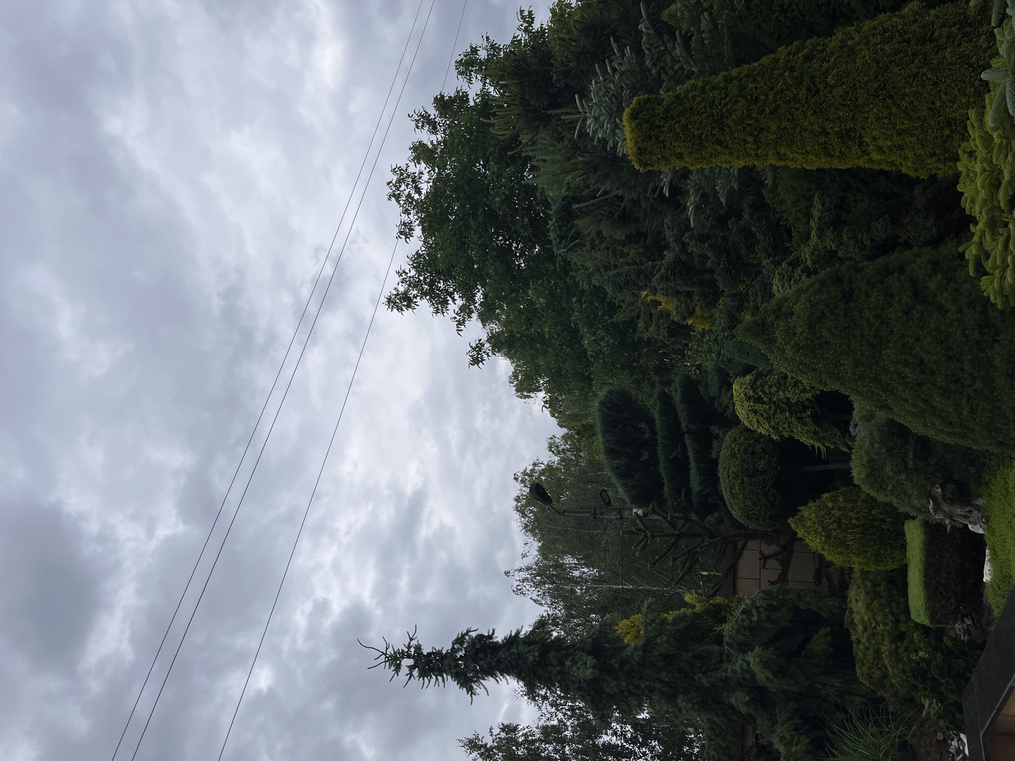 The image depicts an overcast sky with multiple dark clouds, with three visible power lines stretching horizontally across the frame. Below the sky, a dense collection of manicured evergreen trees and shrubs fills the landscape, creating a garden setting. The trees are varied in shape and size, including tall conical evergreens, rounded bushes, and layered sculpted forms. A street lamp is partially visible among the trees. The scene appears to be an outdoor residential or park area, possibly in Koroviia, Ukraine. No people or animals are present in the image.