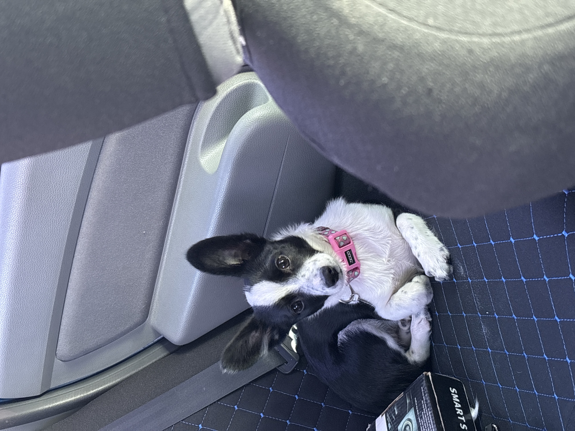 A black and white dog with a pink collar is curled up on the floor of a vehicle. The vehicle's interior includes a gray console and a black floor mat with blue stitching. The image does not contain information to confirm its location in Chaikovsky, Russia. A box labeled "SMARTS" is partially visible in the lower right corner.