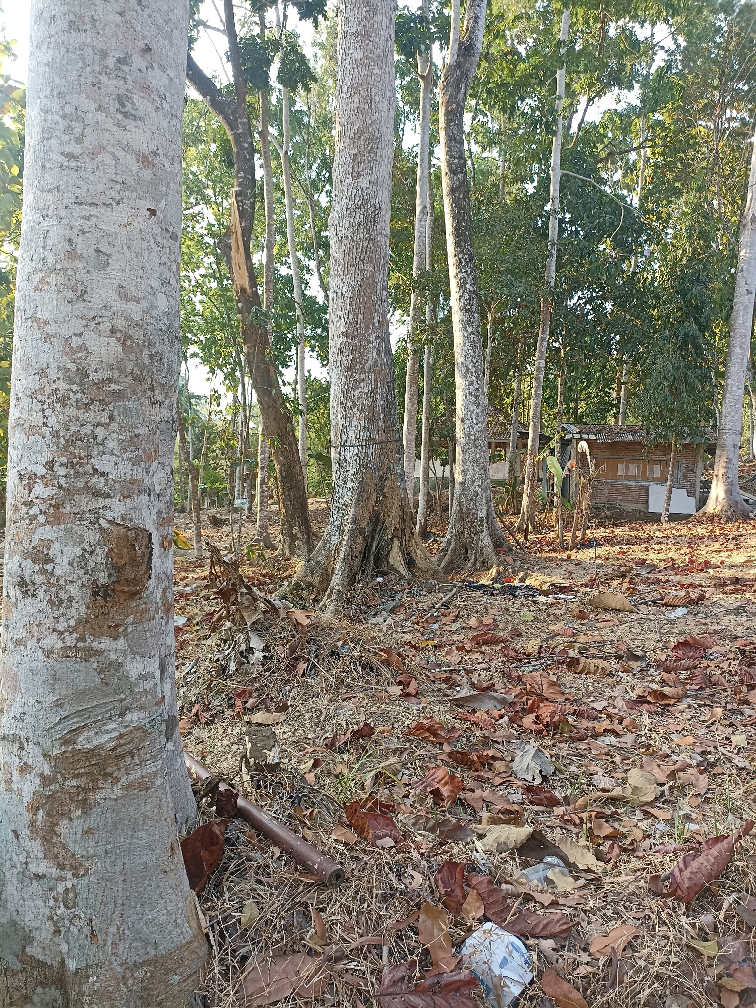 The image depicts a natural outdoor scene with a focus on a cluster of large trees in the foreground and mid-ground. The ground is covered in dry leaves, grass, and some scattered debris, including a plastic bottle and a piece of pipe. In the background, a small building constructed of brick and wood with a tiled roof is visible, surrounded by more trees. The lighting suggests it is daytime, possibly late afternoon or early morning, given the long shadows and warm tones. The environment appears to be rural or semi-rural. There are no people visible in the image.