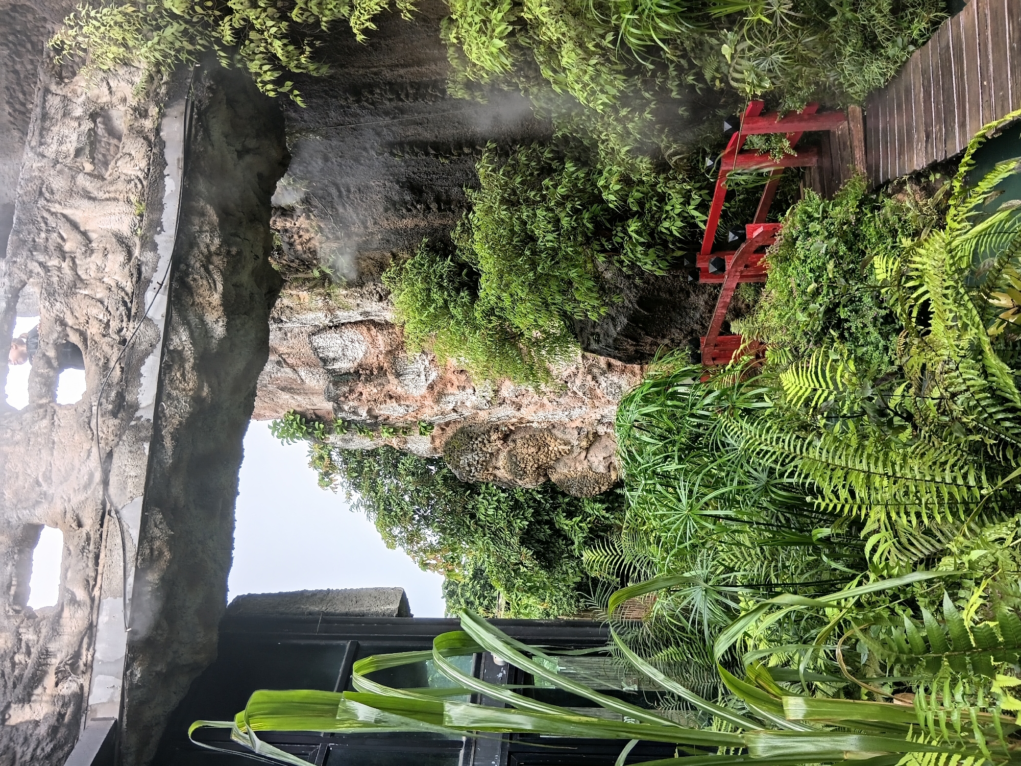 This image captures a lush, verdant scene featuring a man-made rock formation and a wooden pathway with a red railing. In the foreground, tall, green, grass-like plants flank a dark-framed window or doorway on the left. Behind these plants, a dense collection of ferns and other foliage creates a jungle-like atmosphere.
A vibrant red wooden bridge, with black finials on its posts, curves upwards and to the right, leading towards the rock formation. The bridge is surrounded by more greenery.
The rock formation itself is rugged and textured, with patches of moss and small plants growing on its surface. A thin mist or spray is visible, suggesting some form of atmospheric effect or perhaps a deliberate water feature, creating a slightly hazy ambiance.
In the upper portion of the image, a rough, naturalistic stone overhang with irregular openings is visible. Through one of these openings, the silhouette of a person can be seen, appearing to be looking outwards or downwards.
The overall impression is of an indoor or semi-enclosed garden space, possibly a tropical exhibit or a creatively designed naturalistic area within a larger structure. The location is identified as Ban Pha Sao, Thailand, which suggests a tropical climate and potentially an attraction designed to showcase local flora.