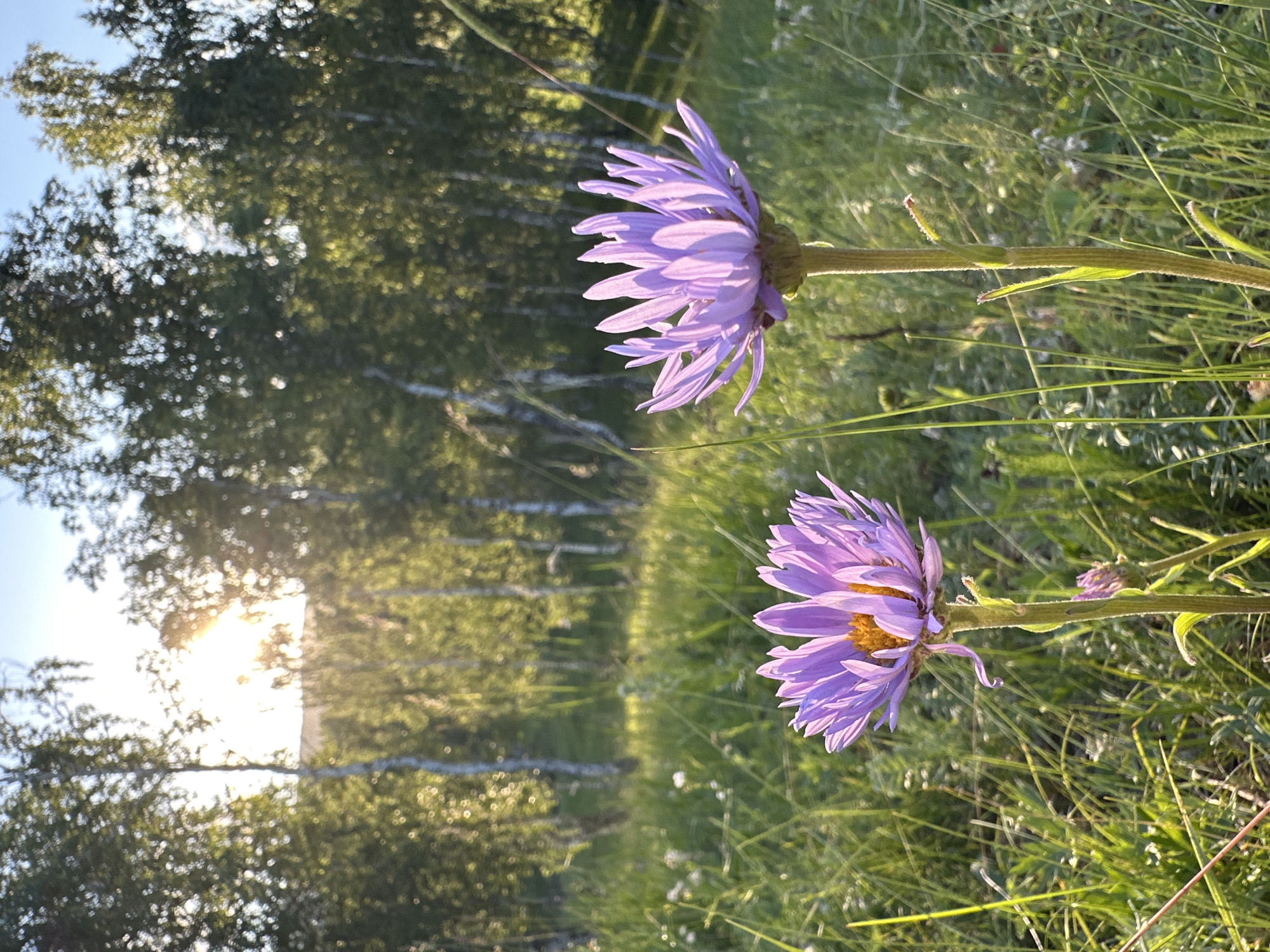 An eye-level shot captures two purple asters in the foreground, with the sun glinting through a grove of birch trees in the background. The asters, one slightly larger than the other, have delicate purple petals and bright yellow centers. They stand tall amidst lush green grass and wildflowers. The birch trees, with their distinctive white bark, form a dense backdrop, their leaves bathed in the warm glow of the setting sun. The scene suggests a peaceful meadow or park setting.