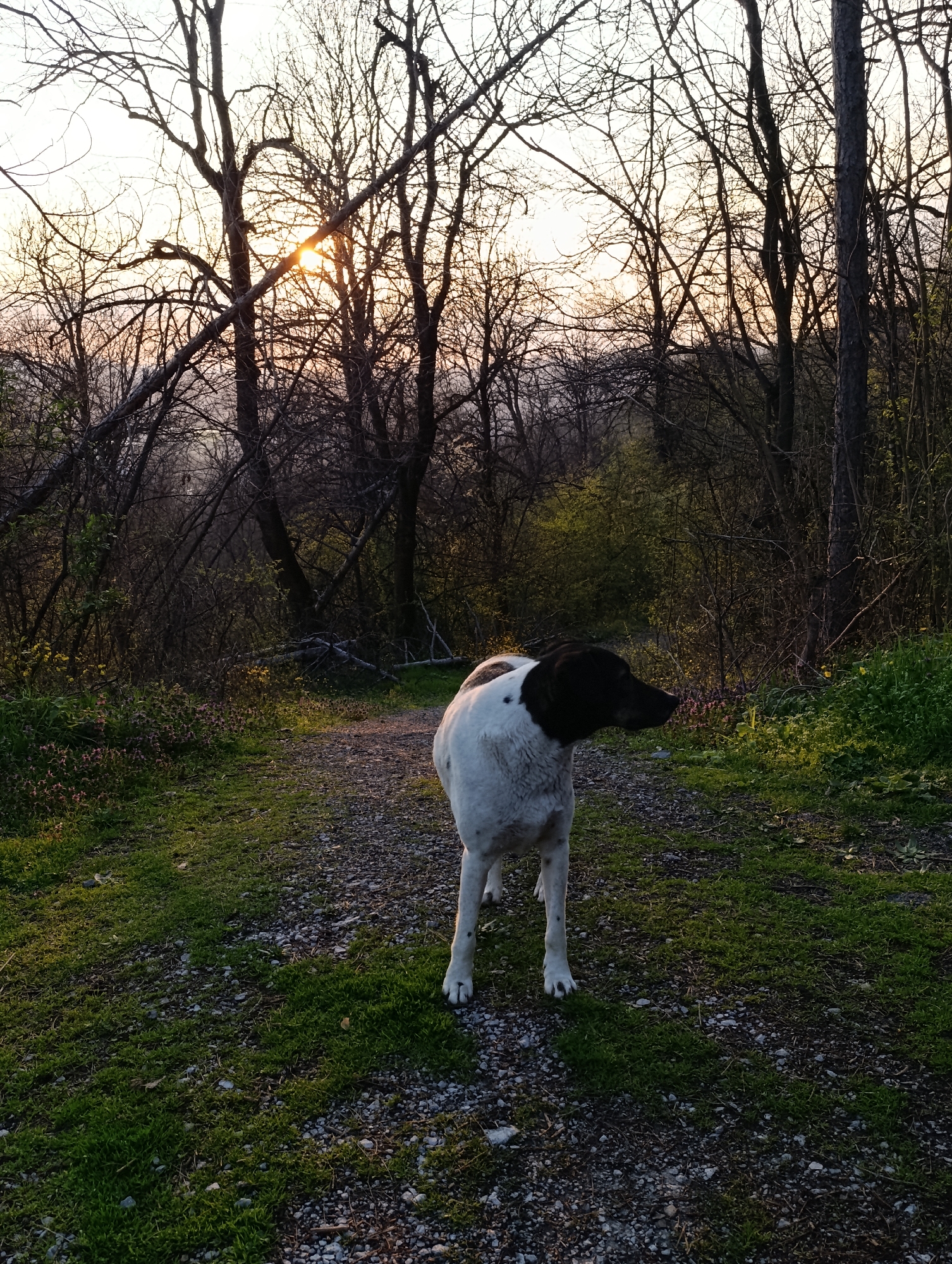 A medium shot depicts a white and black dog standing on a path within a wooded area near Veliko Tarnovo, Bulgaria. The path, covered in gravel and patches of green grass, leads into the woods. The trees on either side are mostly bare, with some new green growth beginning to appear. The sun is low on the horizon, filtering through the trees and casting a warm light on the scene. The overall impression is one of a natural setting, possibly a park or forest trail.
