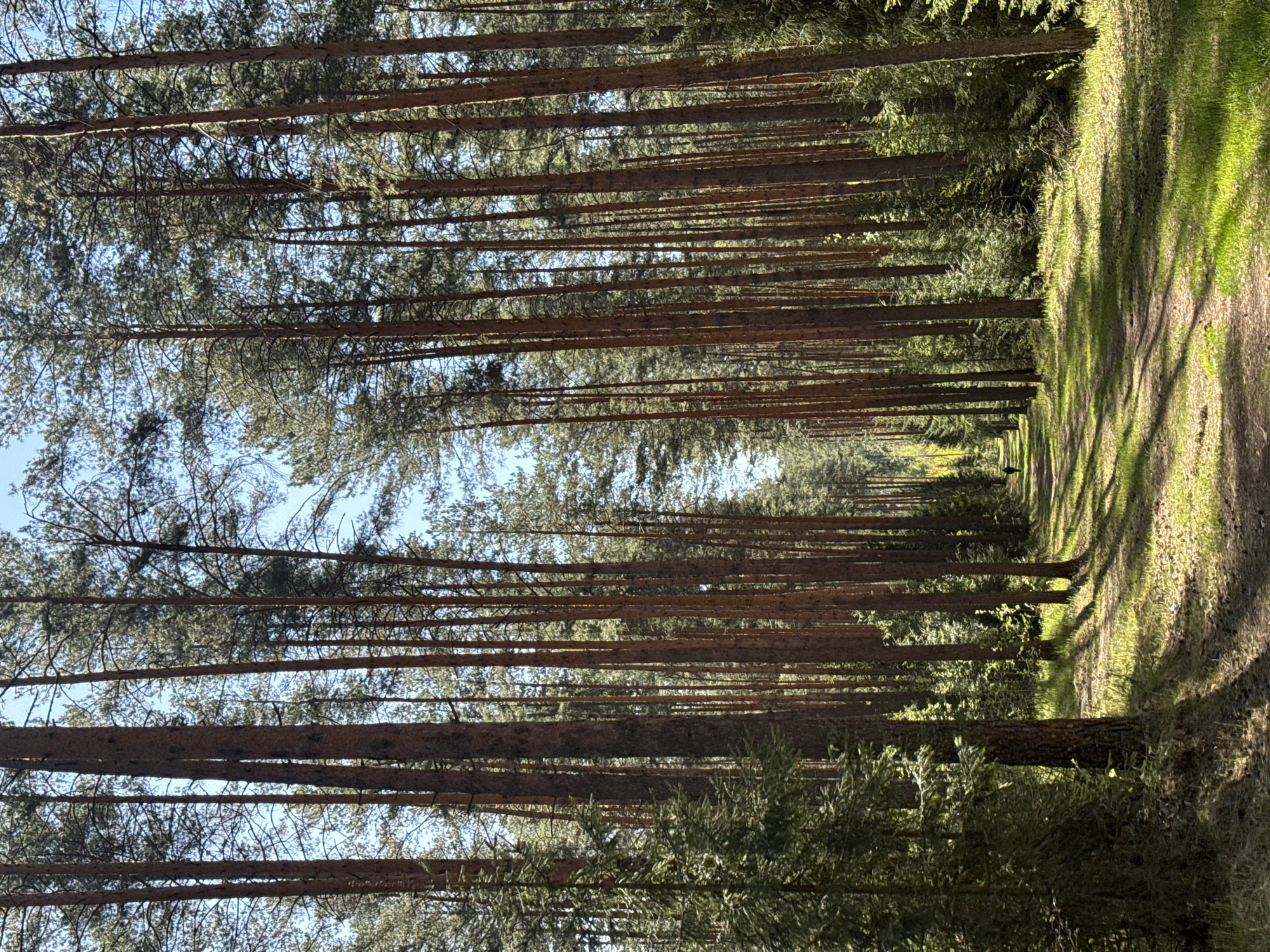 The image depicts a forest scene in Chaikovsky, Russia. Tall, slender tree trunks dominate the frame, creating a dense, orderly arrangement. A dirt path or road runs through the center of the forest, flanked by grass and vegetation. The canopy overhead filters the sunlight, casting shadows on the path and highlighting patches of greenery. A bird or small animal is visible along the path in the distance.