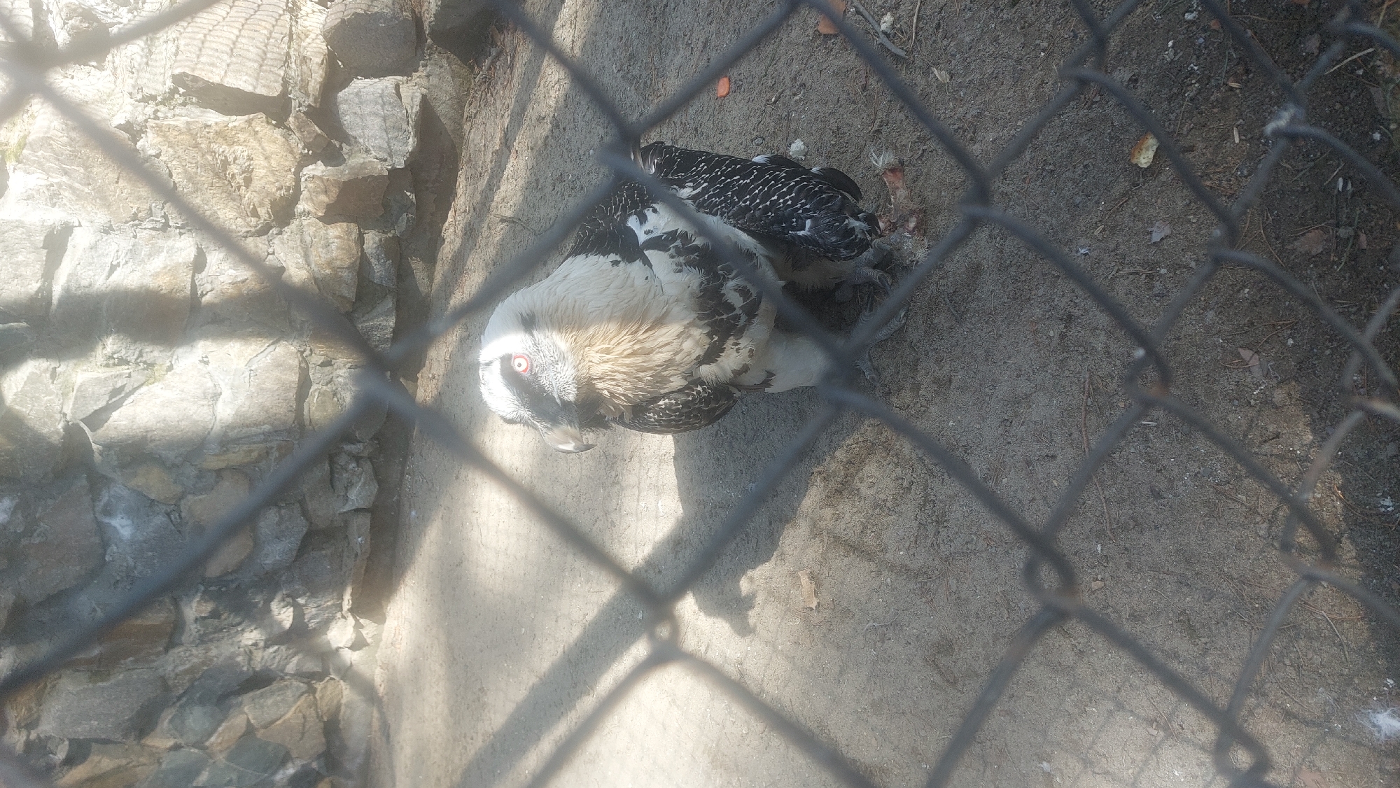 The image shows a bird inside a cage, possibly at the Novosibirsk Zoo in Novosibirsk, Russia. The bird has white and black plumage, with a pale head and dark markings on its wings. It is standing on a dirt ground near a rock wall. The cage is made of metal wire.
