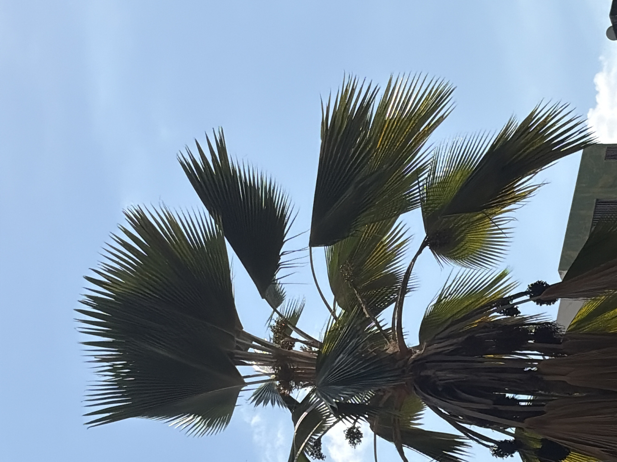 The image presents an upward view into the canopy of a large palm tree set against a clear, bright blue sky. The tree features numerous fan-shaped fronds, rich green in color, some catching sunlight and appearing lighter. Dark, berry-like fruits or seeds are visible in clusters, suspended among the fronds and closer to the central trunk. A small section of a building, dark gray or green, is partially visible in the upper right background, suggesting an urban or residential setting. The sky is mostly cloudless, indicating sunny weather during the day, likely morning or early afternoon. The scene evokes a tropical or subtropical ambiance, fitting for Ciudad Guayana, Venezuela. There is no visible text or human activity depicted.