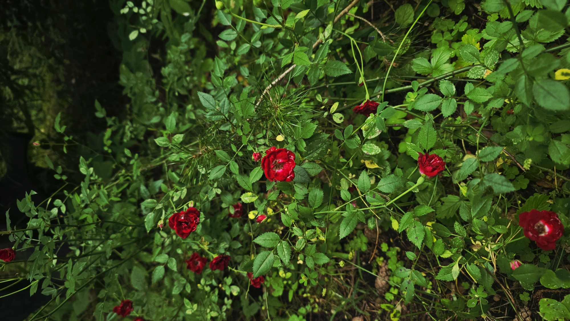 This is a close-up, vertical, medium shot of a dense bush of small, dark red roses. The roses are in various stages of bloom, with some fully open and others in bud. The petals are a deep crimson color, with some hints of lighter red and darker shading. The leaves of the rose bush are a vibrant green, with a slightly serrated edge. Some of the leaves have small yellow or white spots on them, possibly indicating a mild case of a plant disease or pest infestation. The bush is growing in a natural setting, with other greenery and dark soil visible in the background, suggesting a garden or woodland area. There are no people or animals present in the image. The lighting is somewhat dim and diffused, creating a moody and intimate atmosphere. The overall impression is one of lush, natural beauty, with a touch of wildness.