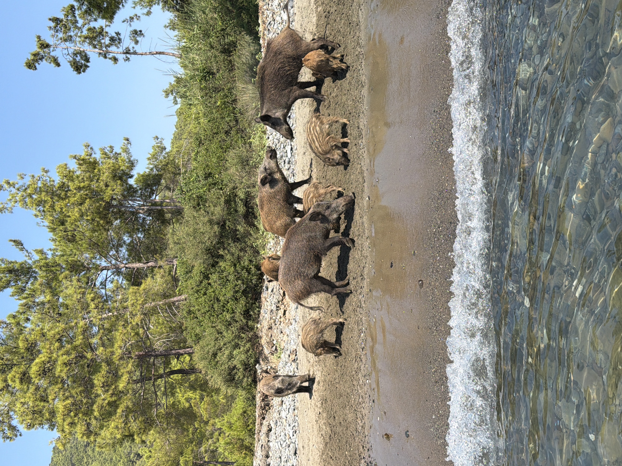 In Kemer, Turkey, a group of wild boars, including adults and piglets, are gathered on a sandy beach near the water's edge. The boars are primarily brown and black, with some piglets displaying striped markings. The beach is composed of sand and small pebbles, with lush green trees and bushes forming the backdrop. The sea in the foreground has clear water revealing pebbles on the seabed, and a small wave is breaking on the shore. The sky is clear and blue.