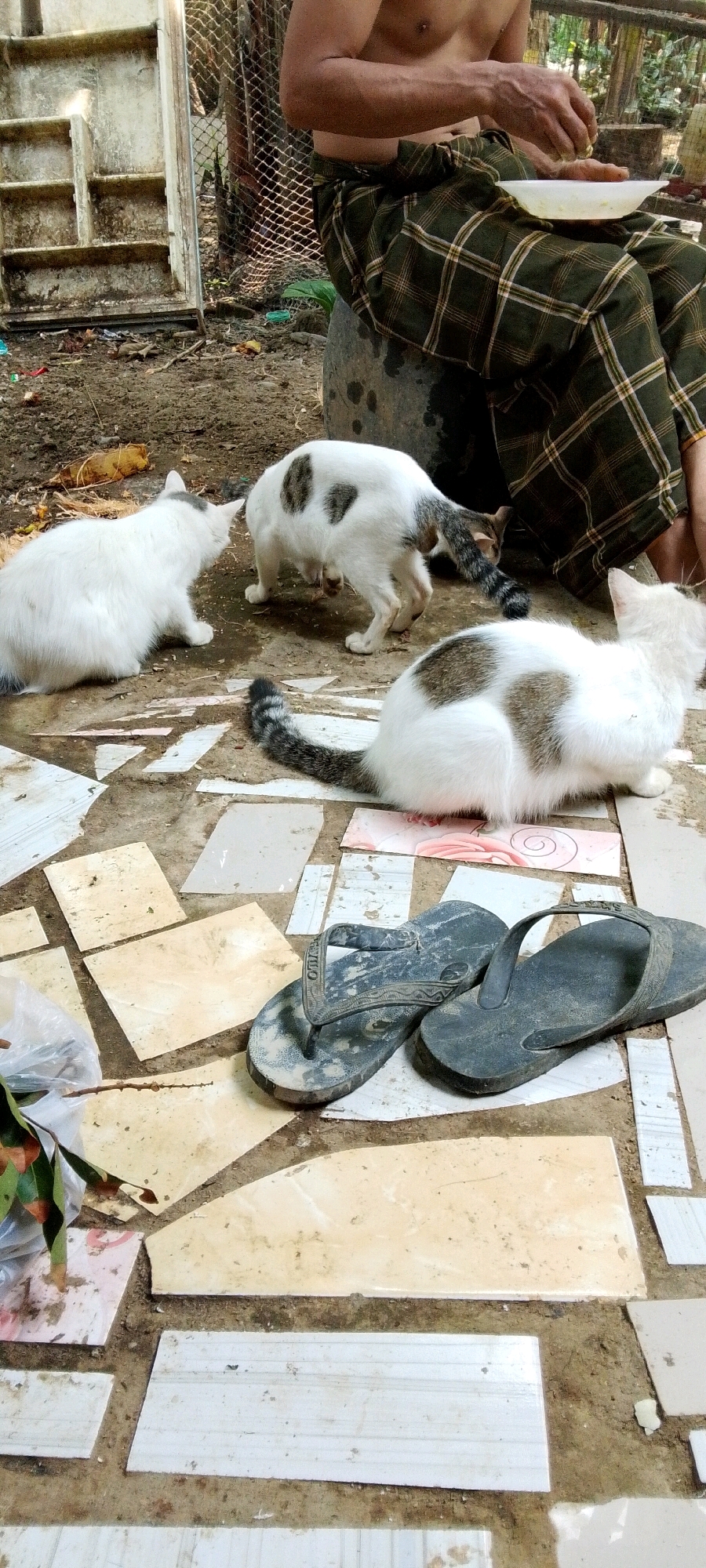 A full shot shows three cats and a man sitting on a rock outdoors. The man is wearing a green plaid sarong and holding a bowl of food in his hands. Two cats are white with grey spots, and the third cat is mostly white with grey markings. They are on a tiled patio. The man is in the upper right corner of the frame, and the cats are in the center and bottom of the frame. The environment is somewhat cluttered with debris. This scene is in Karang Gading, Indonesia.