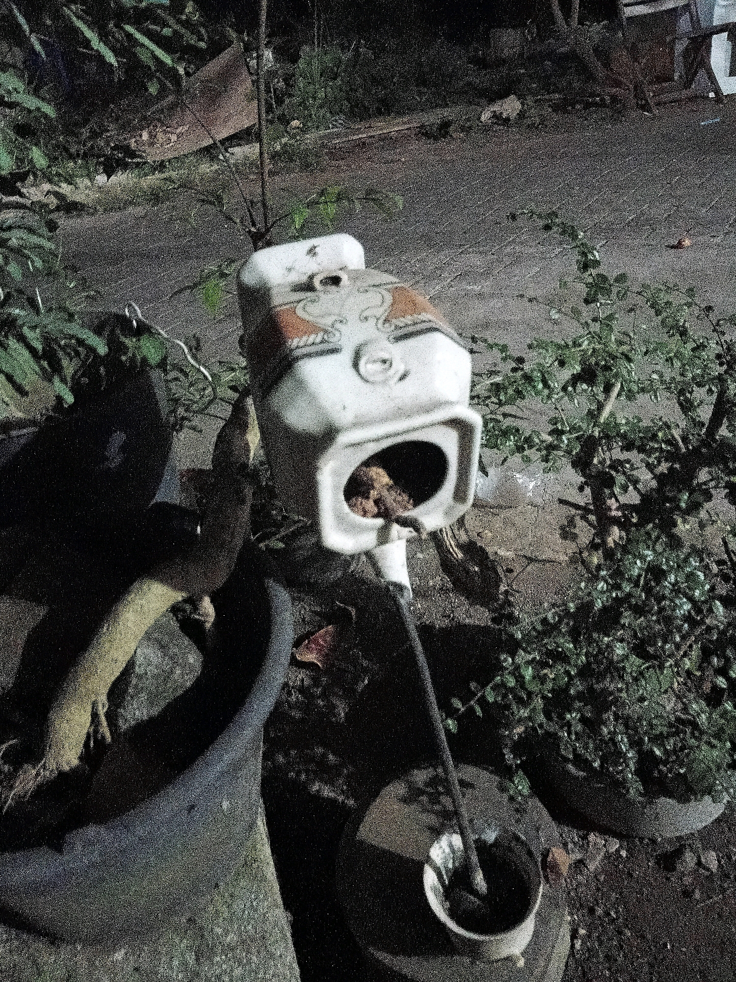 In Cikal, Indonesia, a close-up, low-light image captures an old, white, porcelain toilet tank, decorated with orange and brown patterns, positioned outdoors. The tank is open, revealing some brown debris inside. A dark metal rod, likely a handle, extends downwards from the tank and ends in a small, white bowl filled with dark material. The scene is set amongst potted plants with lush green foliage and exposed roots, on a textured ground that appears to be a mixture of dirt and small stones. The background is dark and indistinct, suggesting it is nighttime.