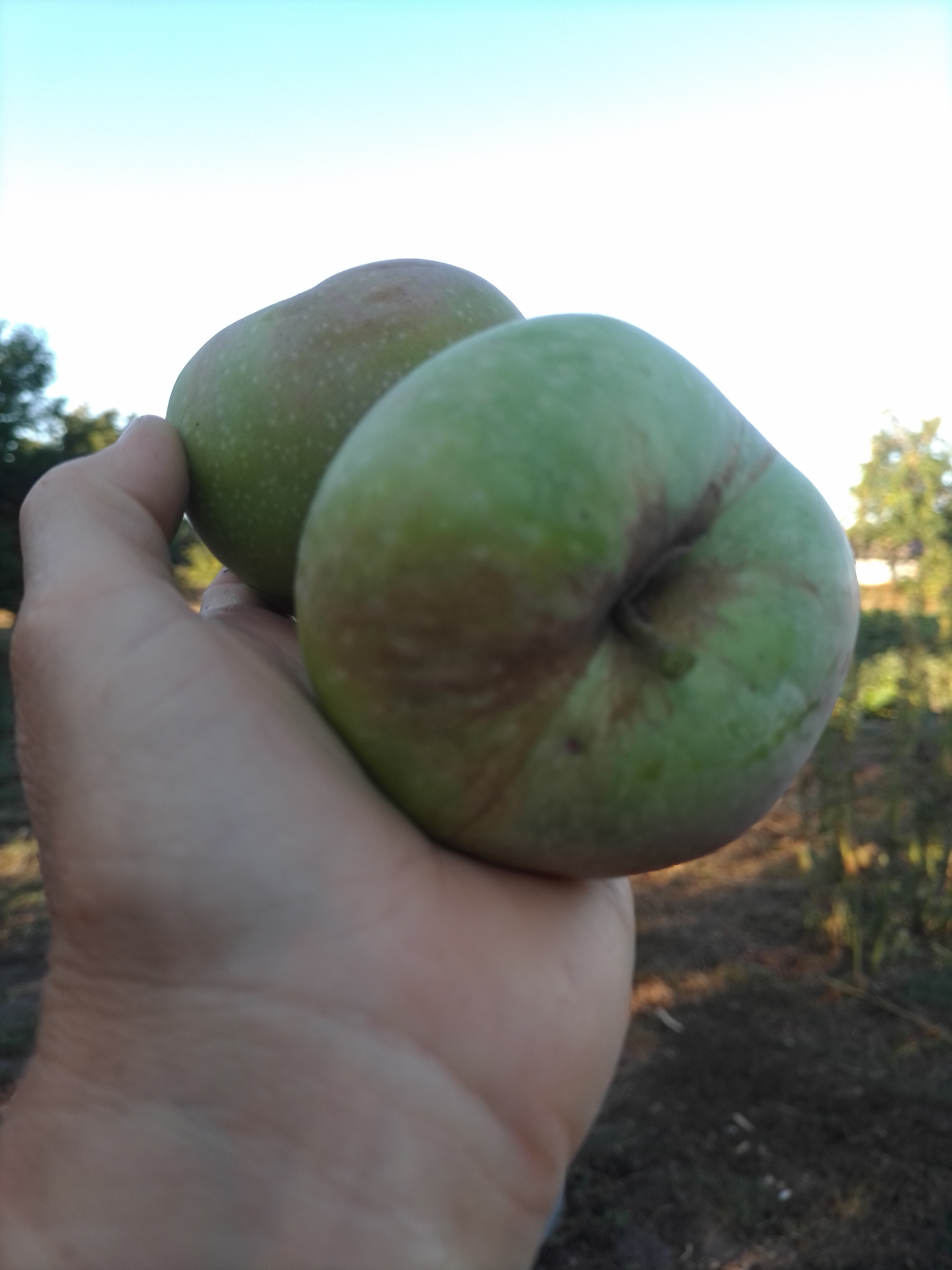 The image shows a hand holding two green apples outdoors. The background is blurred, with trees and a clear sky visible. The apples are roughly spherical and appear to be slightly unripe. The hand is light-skinned and appears to be an adult's. The scene is consistent with someone picking or holding apples in a rural or orchard setting. The location is stated to be Ustyvytsia, Ukraine.