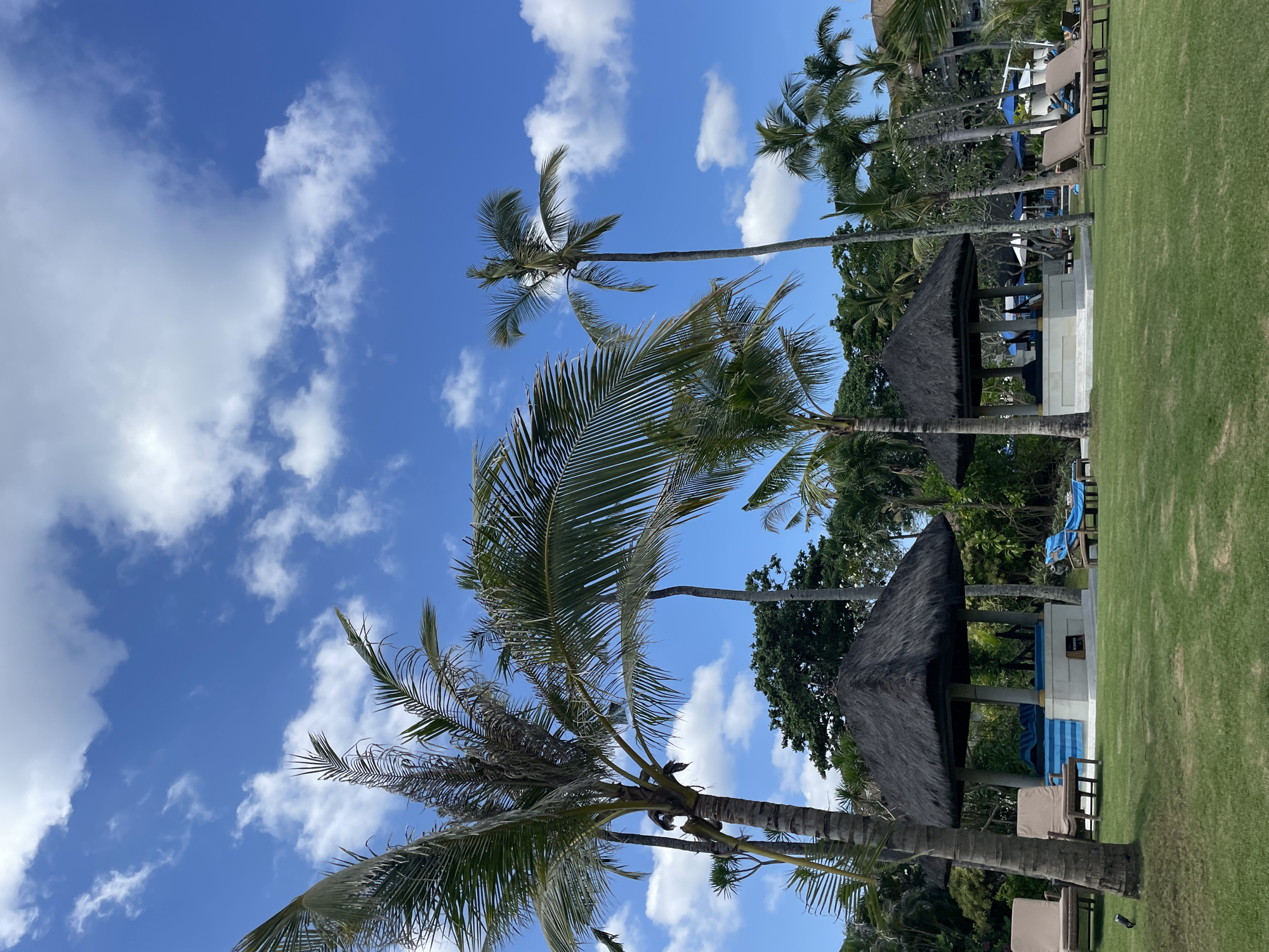 The image displays a sunny, outdoor scene, rotated 90 degrees clockwise from its natural portrait orientation. It depicts a tropical resort or hotel environment under a bright blue sky dotted with scattered white clouds.
In the foreground and midground, several tall palm trees with green fronds are prominent, their trunks extending upwards towards the sky. The fronds of some palms fill parts of the lower and middle sections of the frame. Beyond the palm trees, a well-maintained green lawn stretches across the scene.
On the lawn, there are various amenities for relaxation. A large hut or gazebo with a dark, thatched roof (possibly made of straw or palm leaves) and white supporting pillars is a central feature. Around this structure and on the grass, multiple lounge chairs are visible. Some chairs have light-colored cushions, while others are covered in blue and white striped fabric. In the background, additional green foliage and trees can be seen, along with parts of other resort structures or buildings, suggesting a leisure setting.
No people are visible, and no specific activity is taking place, but the setup implies a tranquil and inviting atmosphere for relaxation. The bright lighting and clear sky indicate it is daytime, likely mid-day, with pleasant weather. There is no discernible text visible in the image.