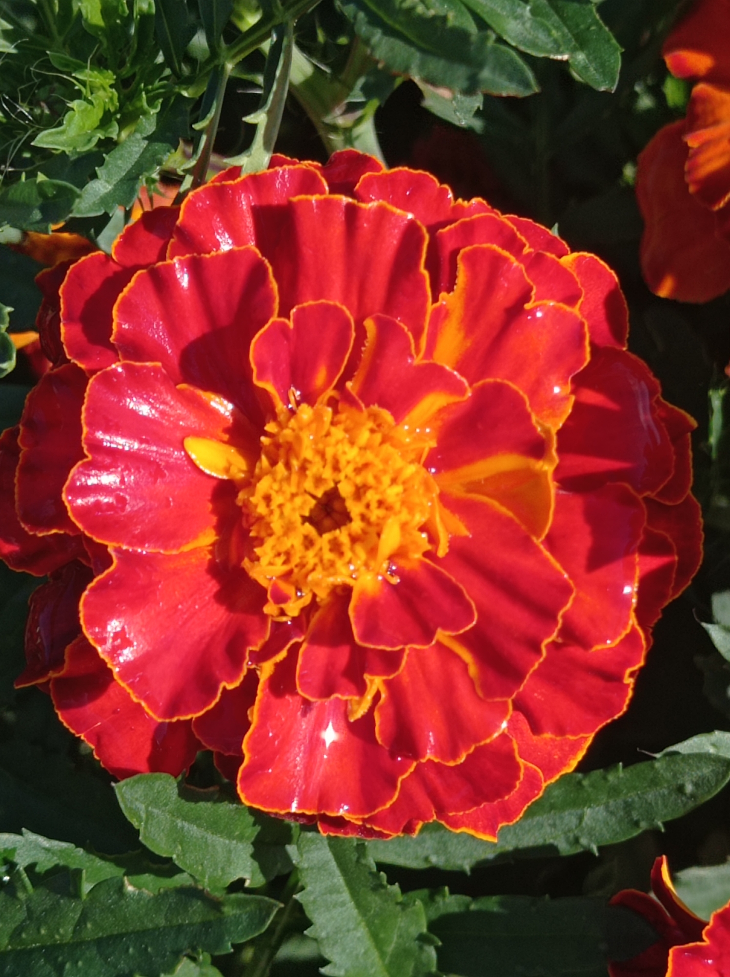 A close-up, overhead view captures a vibrant, fully bloomed red and orange marigold flower. The petals exhibit a rich red hue, tinged with orange along their ruffled edges and in some inner sections. The center of the flower is a dense cluster of smaller, tightly packed orange florets. Dewdrops glisten on the petals, suggesting recent moisture. Surrounding the central bloom, lush green leaves and stems of the marigold plant provide a natural backdrop. The lighting suggests a sunny day, casting shadows and highlighting the textures of the flower and foliage. The image is sharp and detailed, focusing entirely on the floral subject. No people, man-made objects, or specific locations within Degtyarsk, Russia, are visible.