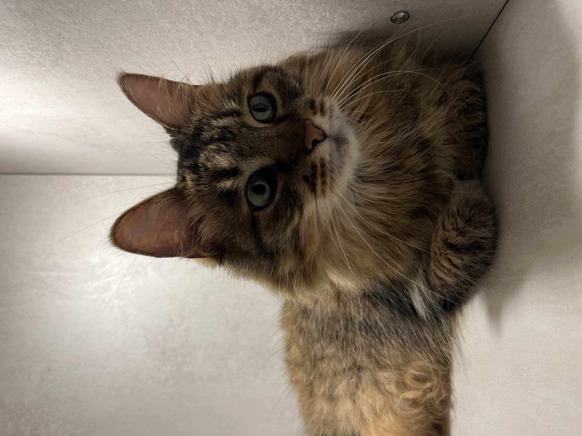 A long-haired tabby cat with green eyes is lying down on a light-colored surface. The cat is facing to the right, with its front paws tucked beneath its chest. The background is a textured, light-colored wall. The image appears to be an indoor photograph. The cat's fur is a mix of brown, black, and orange. Its whiskers are long and white. The lighting in the image is soft and natural, casting a gentle shadow behind the cat.