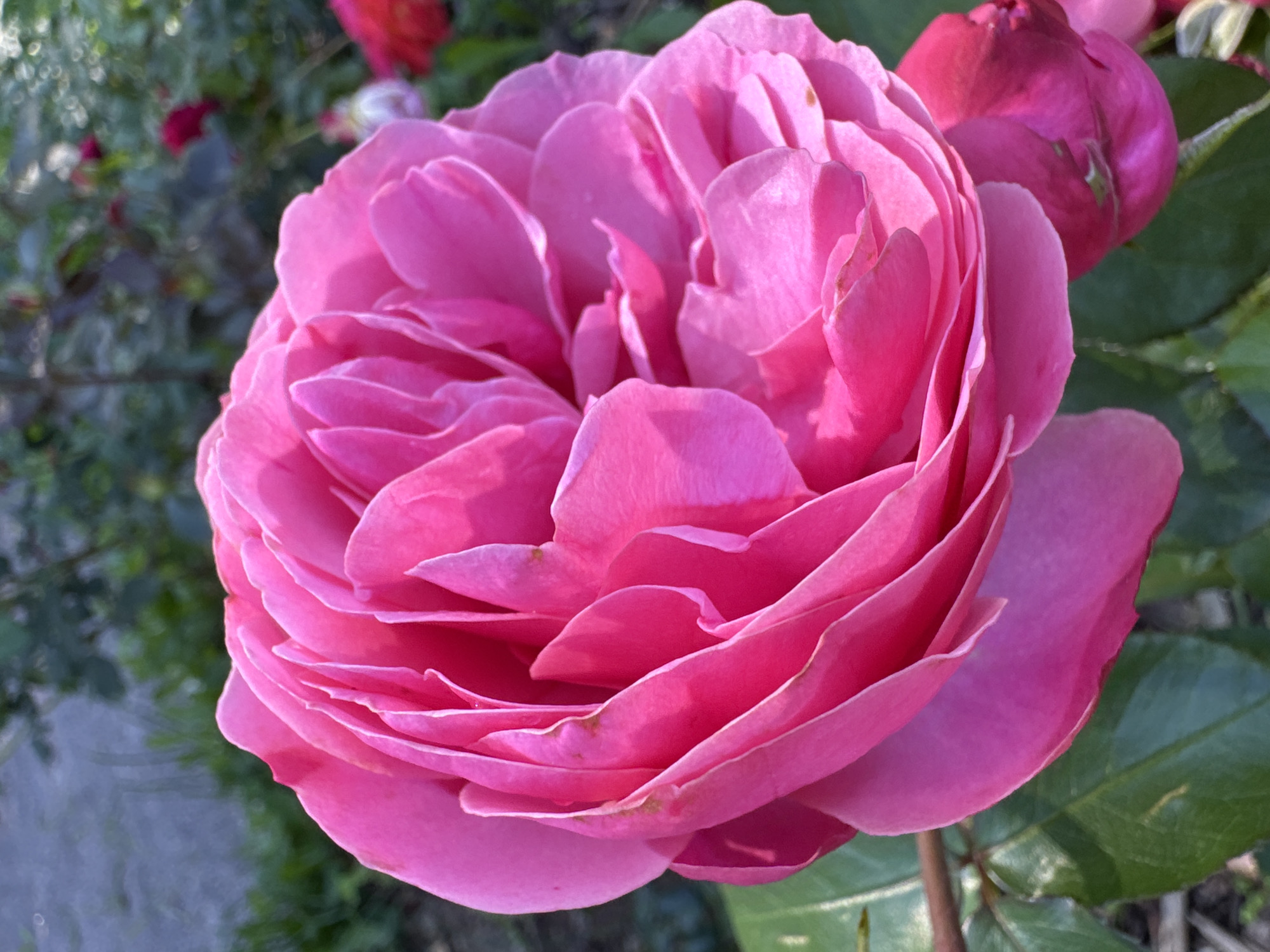 A close-up, eye-level shot captures a vibrant pink rose in full bloom, its numerous petals layered in a soft, ruffled manner. The rose is the primary subject, filling most of the frame, with its delicate texture and rich color emphasized by the natural light. In the background, out of focus, are hints of green foliage and other blossoms, suggesting a garden setting. The overall impression is one of natural beauty and serenity. This image was taken in Steklyannyi, Russia.
