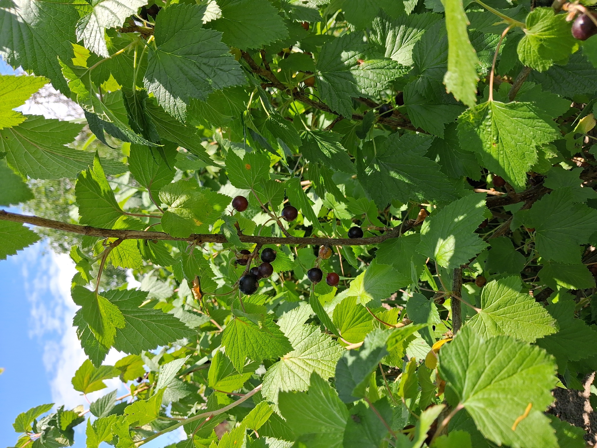 This is a close-up, eye-level shot of a blackcurrant bush with ripe berries and green leaves under a bright blue sky with some clouds. The bush appears to be in a garden setting, possibly in Krolevets, Ukraine, given the context. The blackcurrants are dark purple and clustered on thin stems, interspersed with the vibrant green leaves of various sizes and textures. Sunlight filters through the foliage, creating dappled light and shadow. No people or animals are visible. The ground beneath the bush is out of focus, appearing as dark soil. The overall impression is one of natural growth and ripening fruit.