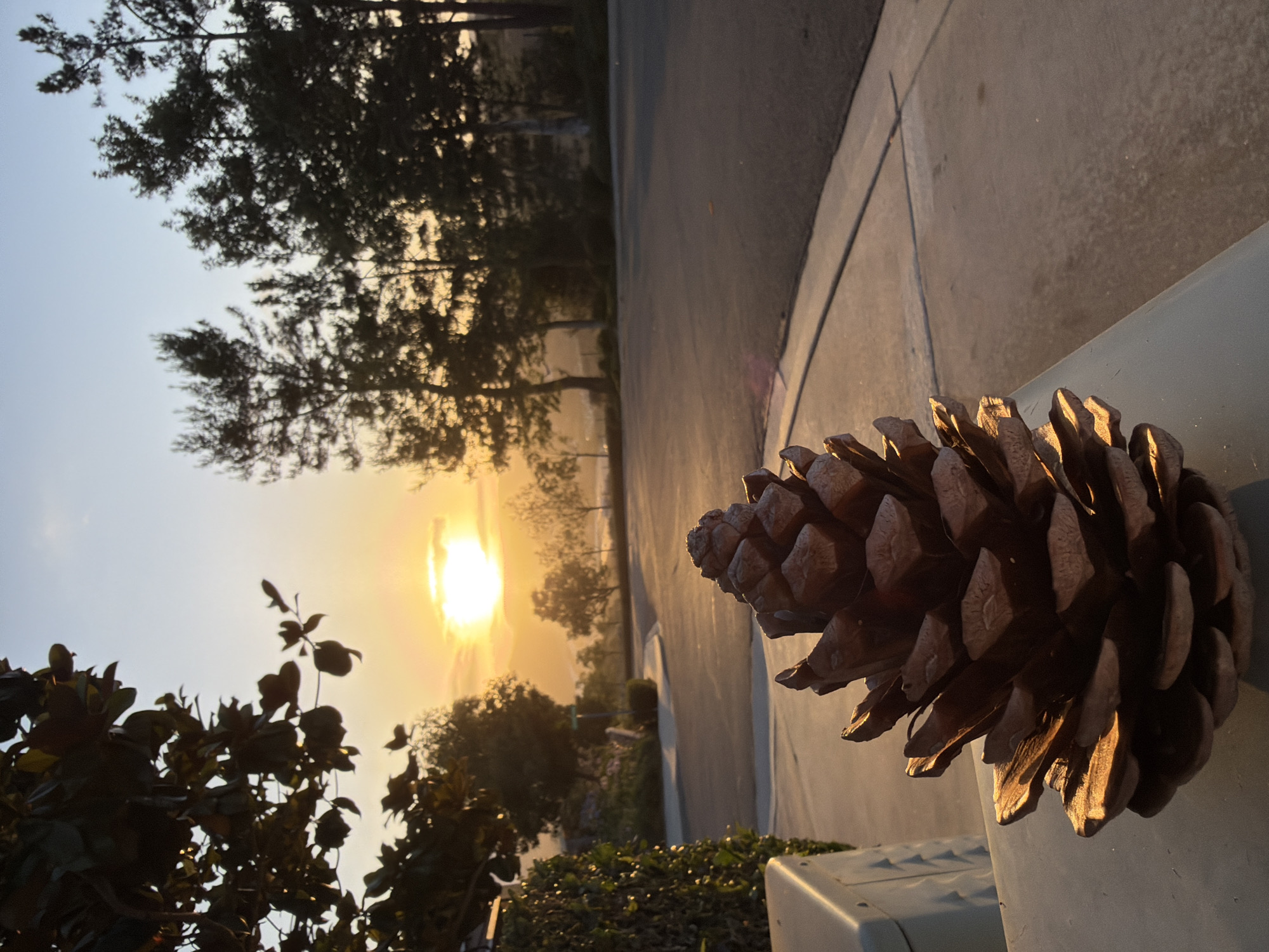 This is a low-angle, close-up, vertical, outdoor, natural light photograph of a large pinecone in the foreground. The pinecone is positioned on a light-colored surface, possibly a patio table, and is lit from the right by the setting sun. The pinecone is brown and textured, with visible scales. In the background, a street curves to the right, with a concrete sidewalk along its left edge. Beyond the street, there is a gentle slope with trees and foliage. The sky is a clear, light blue at the top, transitioning to a warm orange and yellow near the horizon, indicating sunset. The sun is visible as a bright, partially obscured disk behind distant hills. Silhouetted pine trees stand against the horizon. To the left of the frame, a dark green leafy bush and a portion of a light-colored utility box are visible. The overall scene suggests an early evening setting in a residential area, likely Aliso Viejo, California, given the specific flora and topography often found there. No people or animals are present in the image.