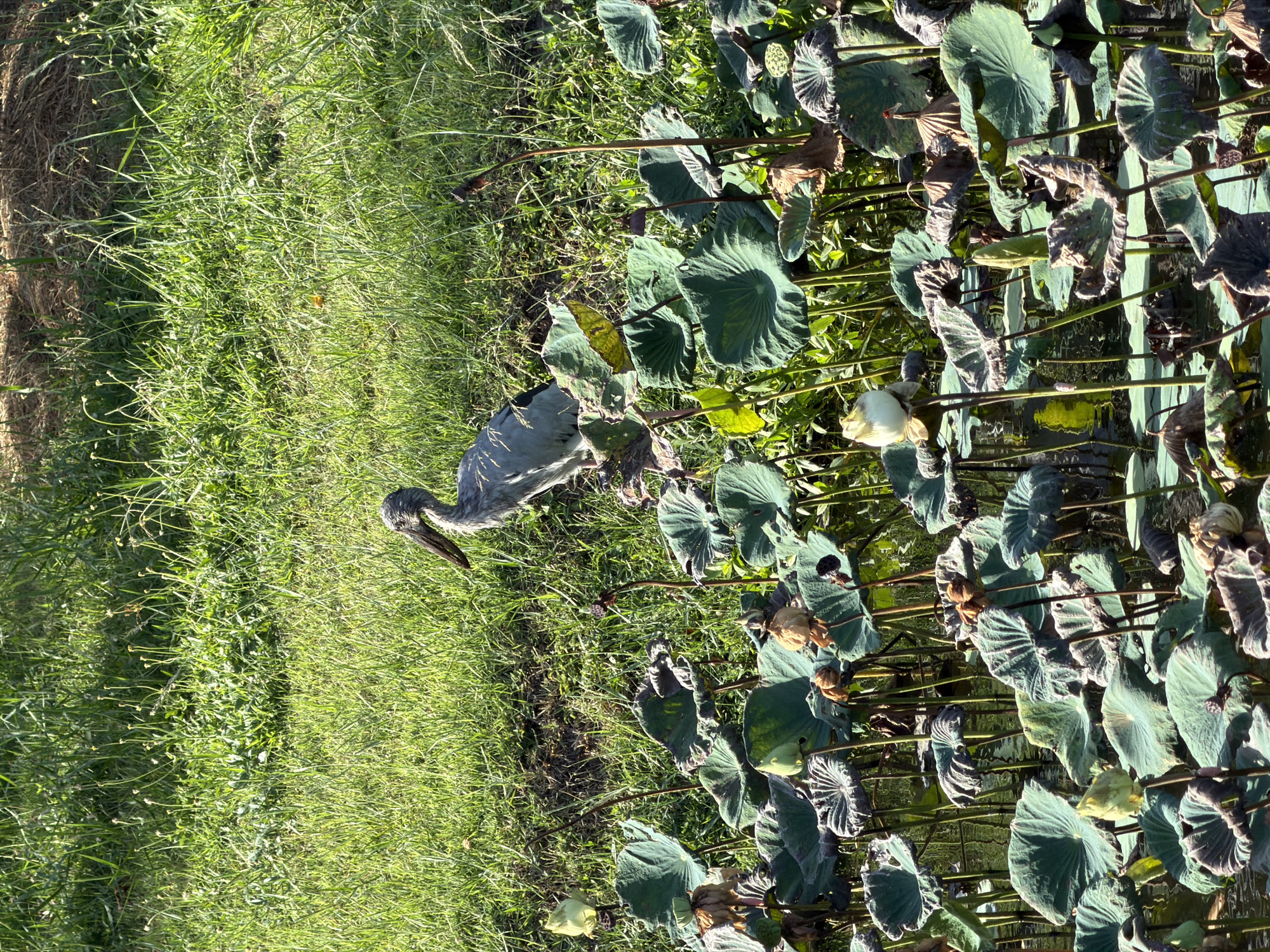 A gray heron stands in a pond filled with lotus plants. The heron is partially obscured by the lush greenery and the large, round leaves of the lotus. Some of the lotus flowers are in bloom, with white petals unfurling, while others have already withered. The pond is surrounded by a grassy embankment, bathed in the bright sunlight. The scene appears to be a natural setting, possibly a park or a wetland area within Ko Samui District, Thailand.