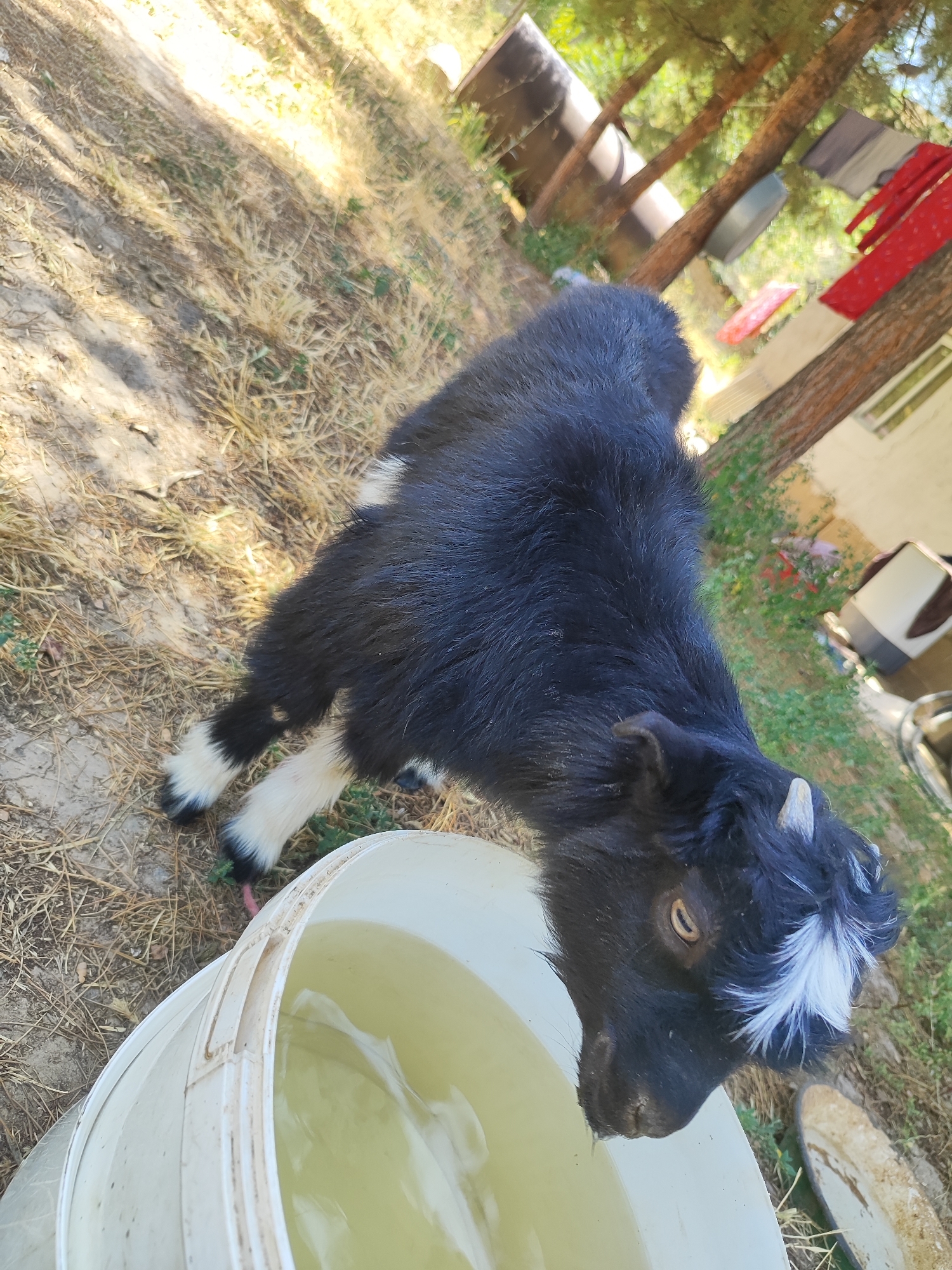In Sultonobod, Tajikistan, a young, black and white goat with small horns is drinking water from a large, white plastic bucket. The goat is positioned with its head lowered into the bucket, which is partially filled with a yellowish liquid. The scene takes place outdoors, on dry, sandy ground with sparse vegetation and dried grass. In the background, several trees with green foliage are visible, and some laundry, including red and gray garments, is hanging on a clothesline between the trees. A building with a window is also present in the background. The overall impression is of a rural or semi-rural setting on a sunny day.