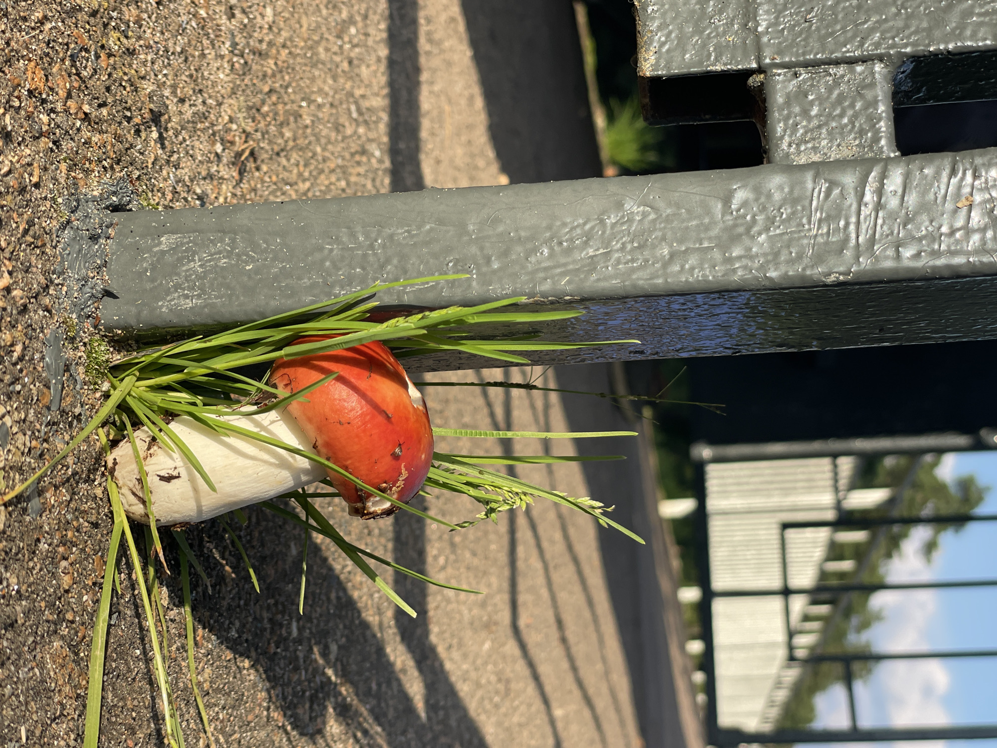 The image shows a close-up of a single, small, red-capped mushroom with a white stem, growing out of the ground next to a thick, dark gray metal post. The post appears to be part of a fence or gate, with other sections visible in the background. The mushroom is partially surrounded by green grass. The ground is a mixture of gravel and sand, and the lighting suggests it is daytime, with shadows cast from the fence onto the ground. In the far background, a white, corrugated structure and trees are visible under a bright sky. The location is identified as Lebyazhye, Russia, but no specific details about the urban environment beyond the fence and path are provided. There are no people or animals visible in the image.